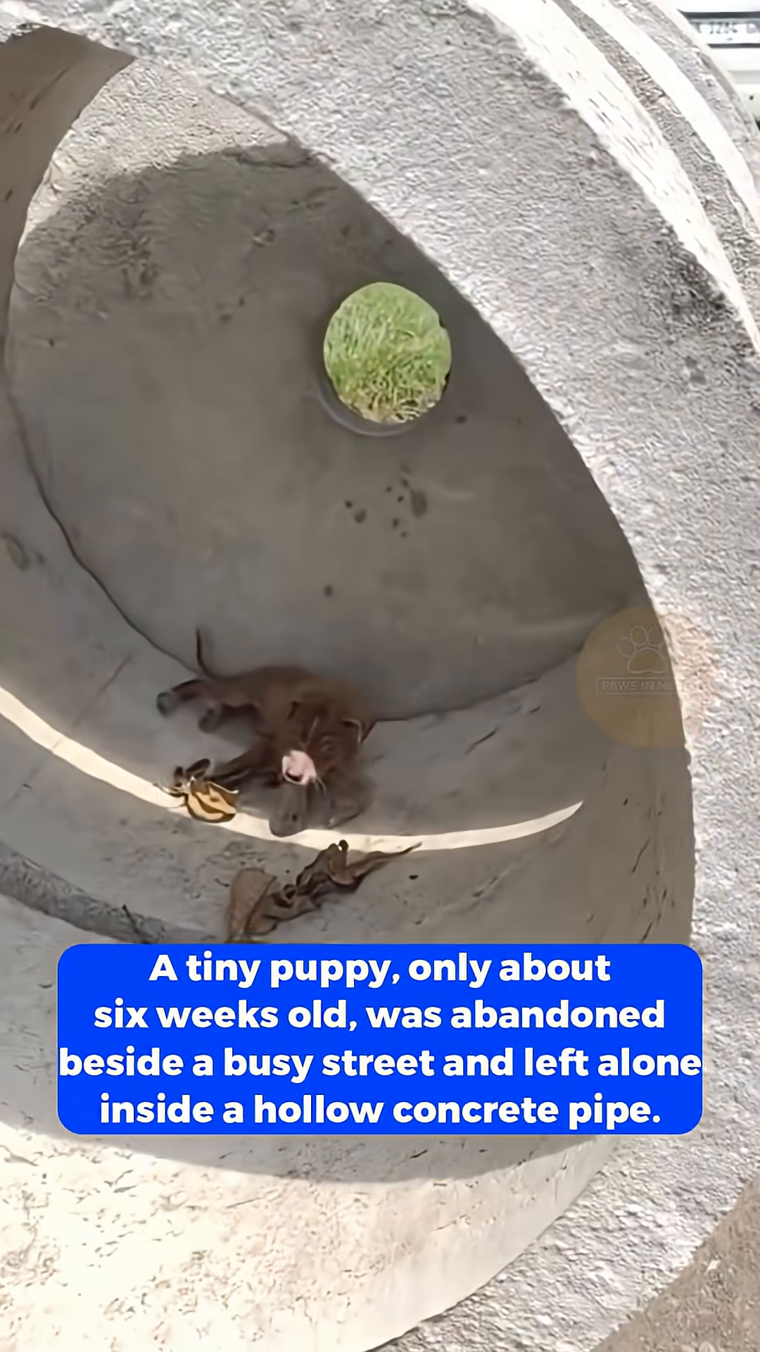 A tiny, frail puppy lies alone inside a large concrete pipe.