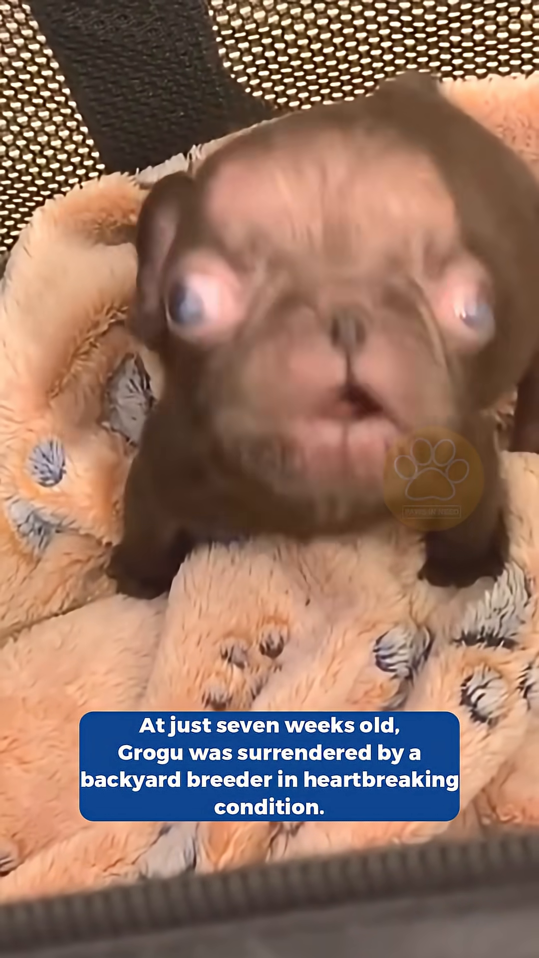 A very young, sickly French bulldog puppy with cloudy eyes lies on a blanket.