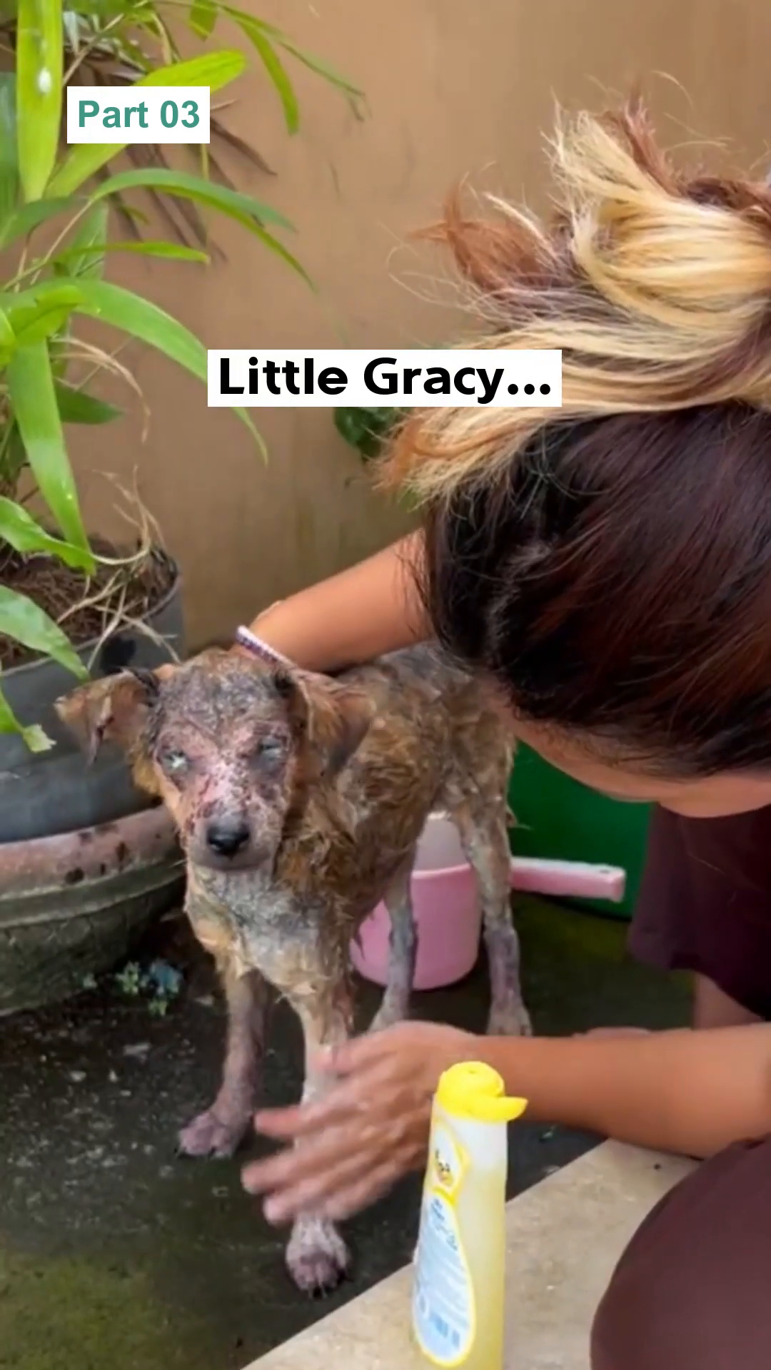 A small, unwell dog with patchy fur is being gently bathed.