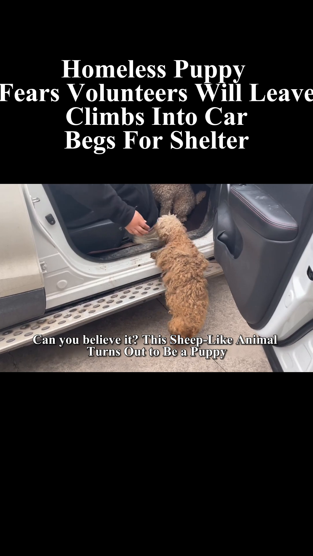 A fluffy, matted puppy looking lost and scared, with a person's hand reaching out.