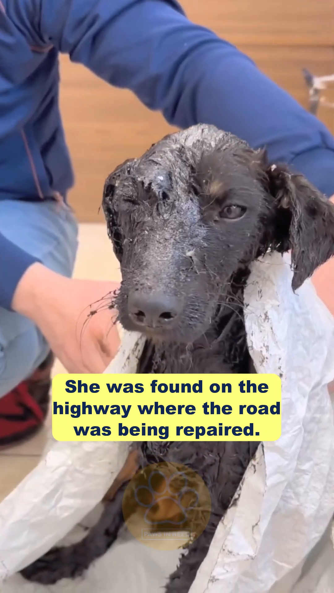 A small, black puppy covered in dark, sticky bitumen, looking scared and weak.