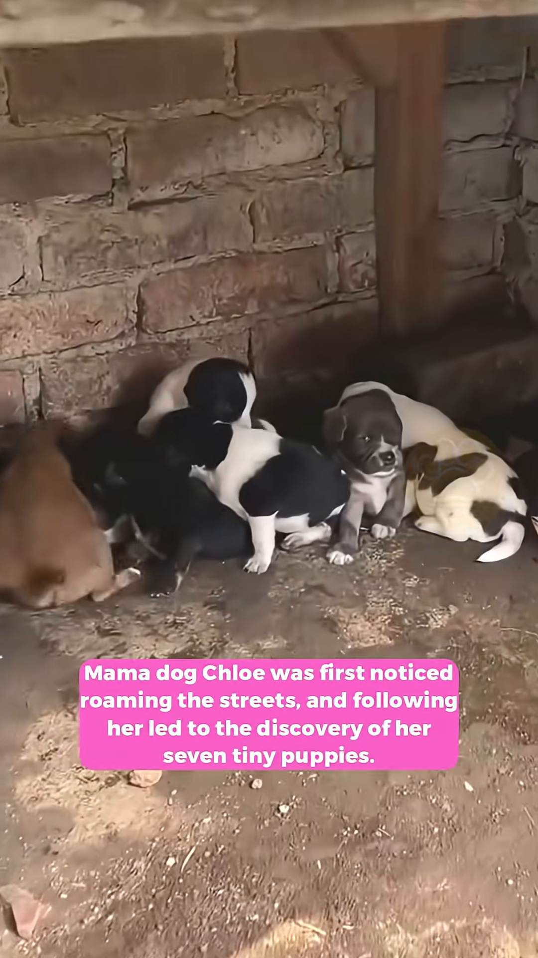 Mama dog Chloe with her seven tiny puppies huddled together.