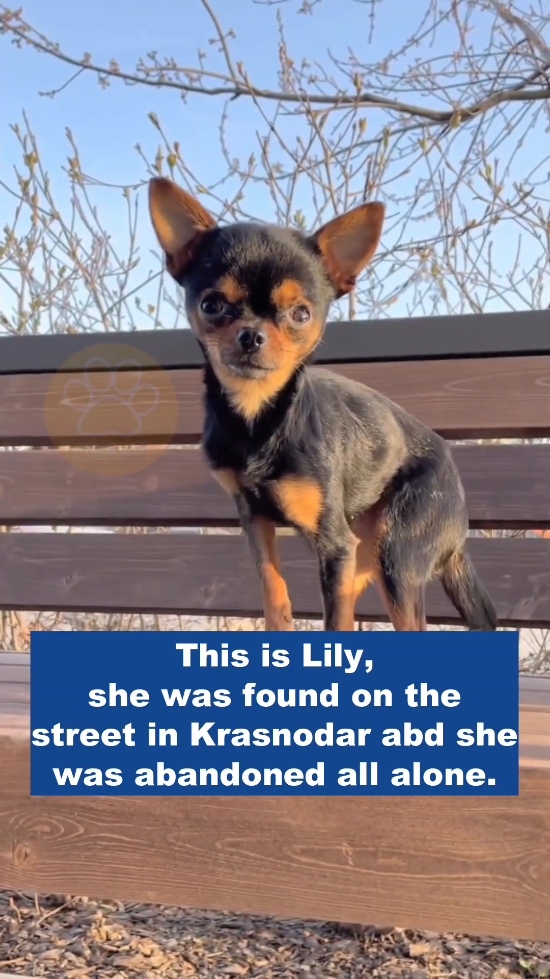 A small black and tan chihuahua stands on a wooden bench, looking directly at the camera with large, expressive eyes.