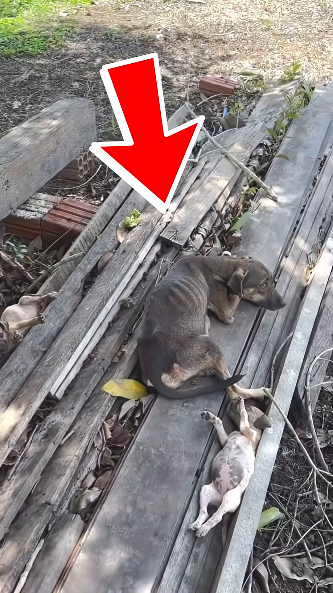 A thin, dark-colored mother dog lies on wooden planks, with two small puppies nearby. One puppy is on its back, exposing its belly.