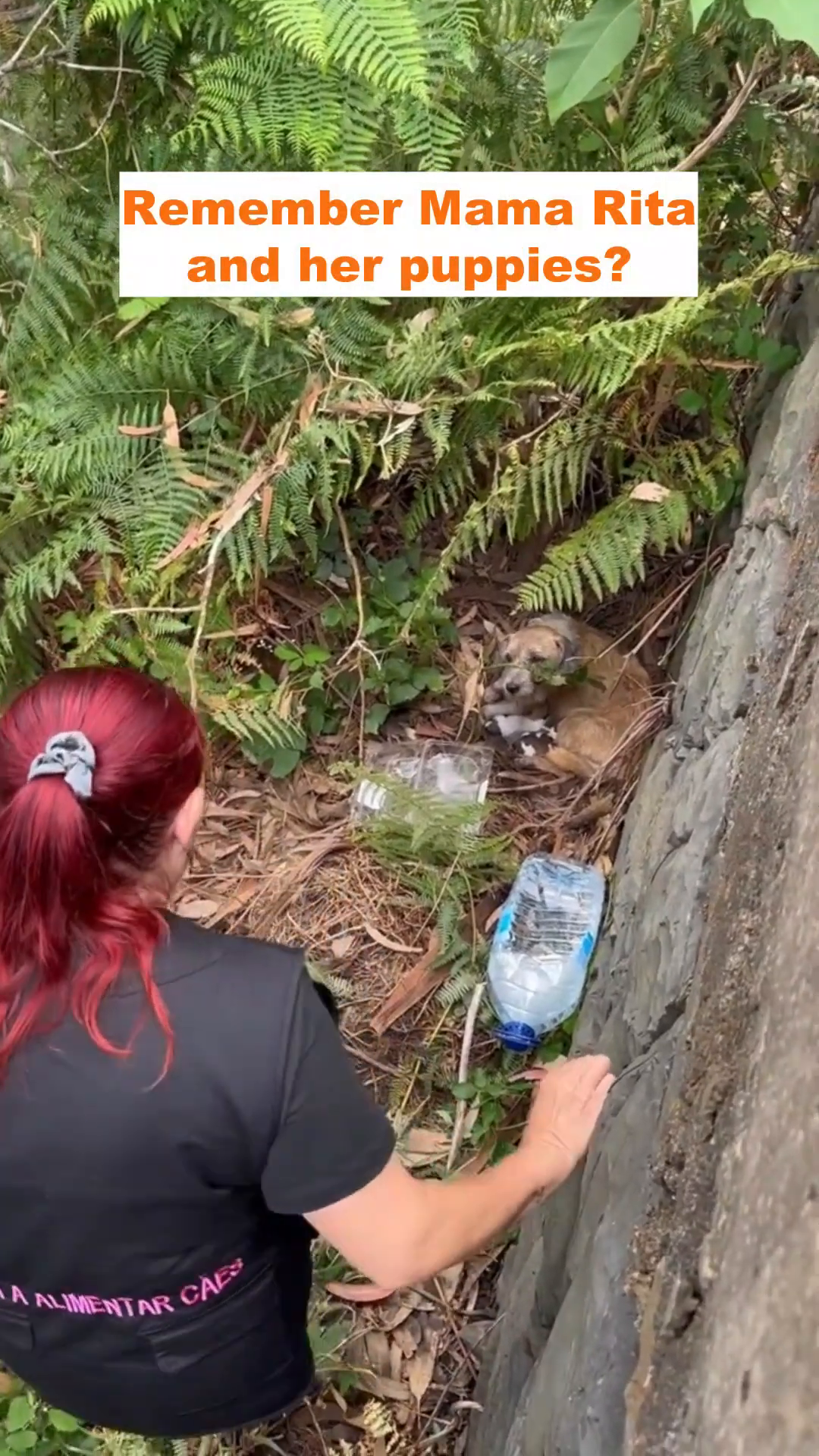 A woman gently approaches a dog and her litter of puppies nestled in the undergrowth.