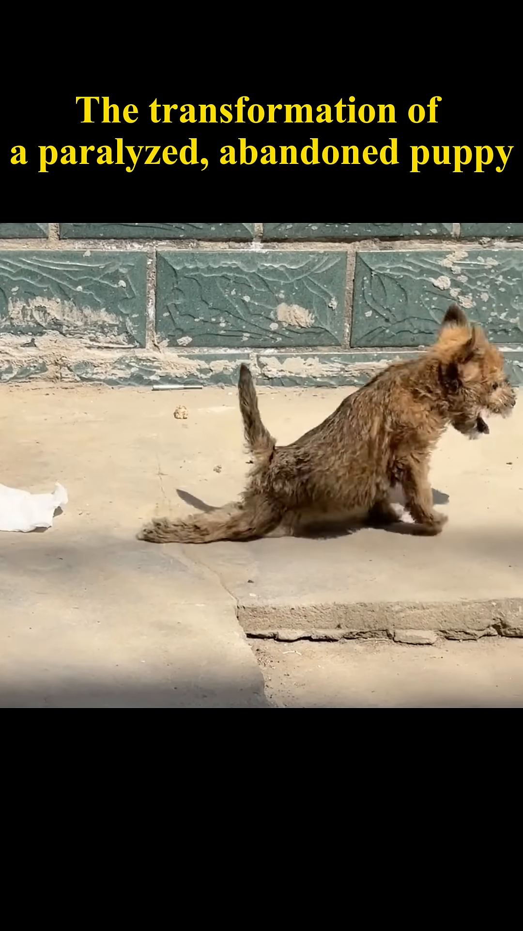 A small, scruffy puppy with paralyzed hind legs sits on the ground, looking weak and forlorn.