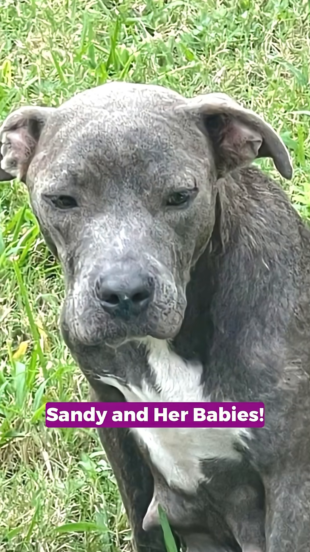 A grey pitbull-type dog with white markings on her chest sits in the grass, looking weary.