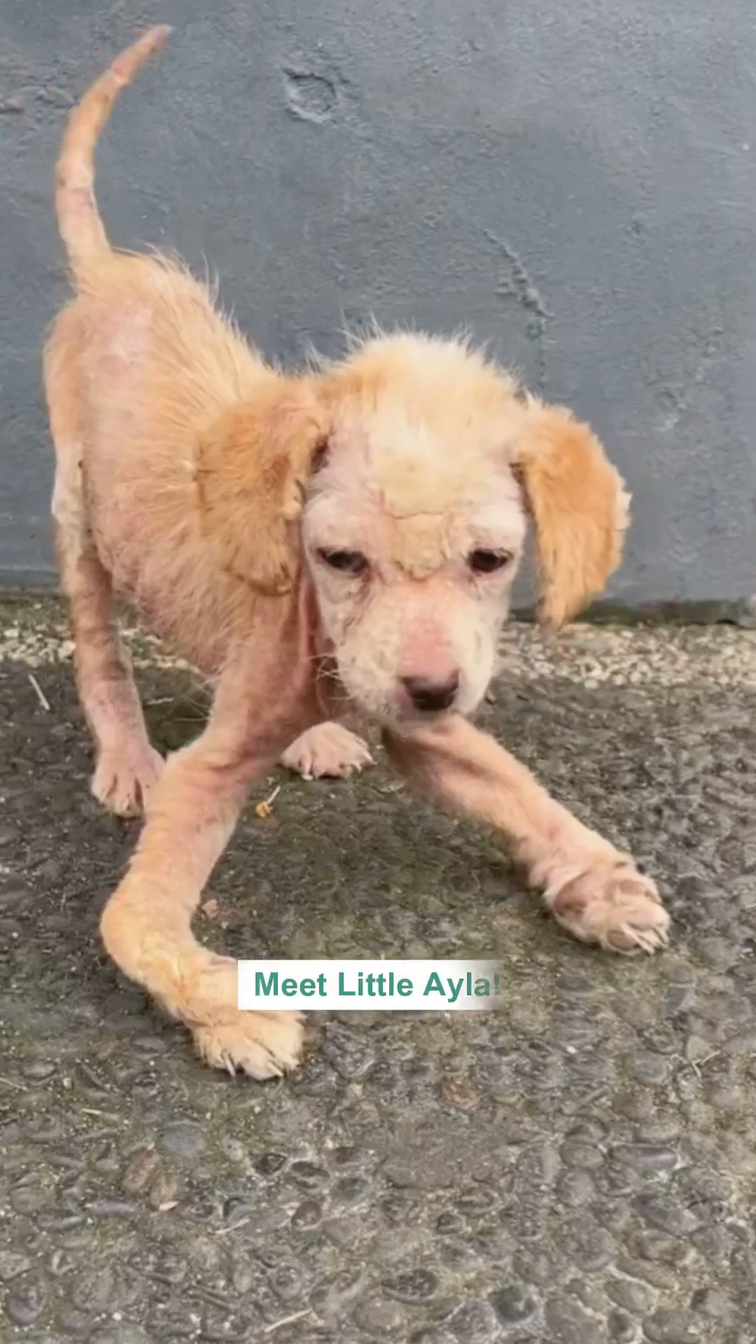 Ayla, a very thin and sickly puppy with patchy fur, stands on the ground.