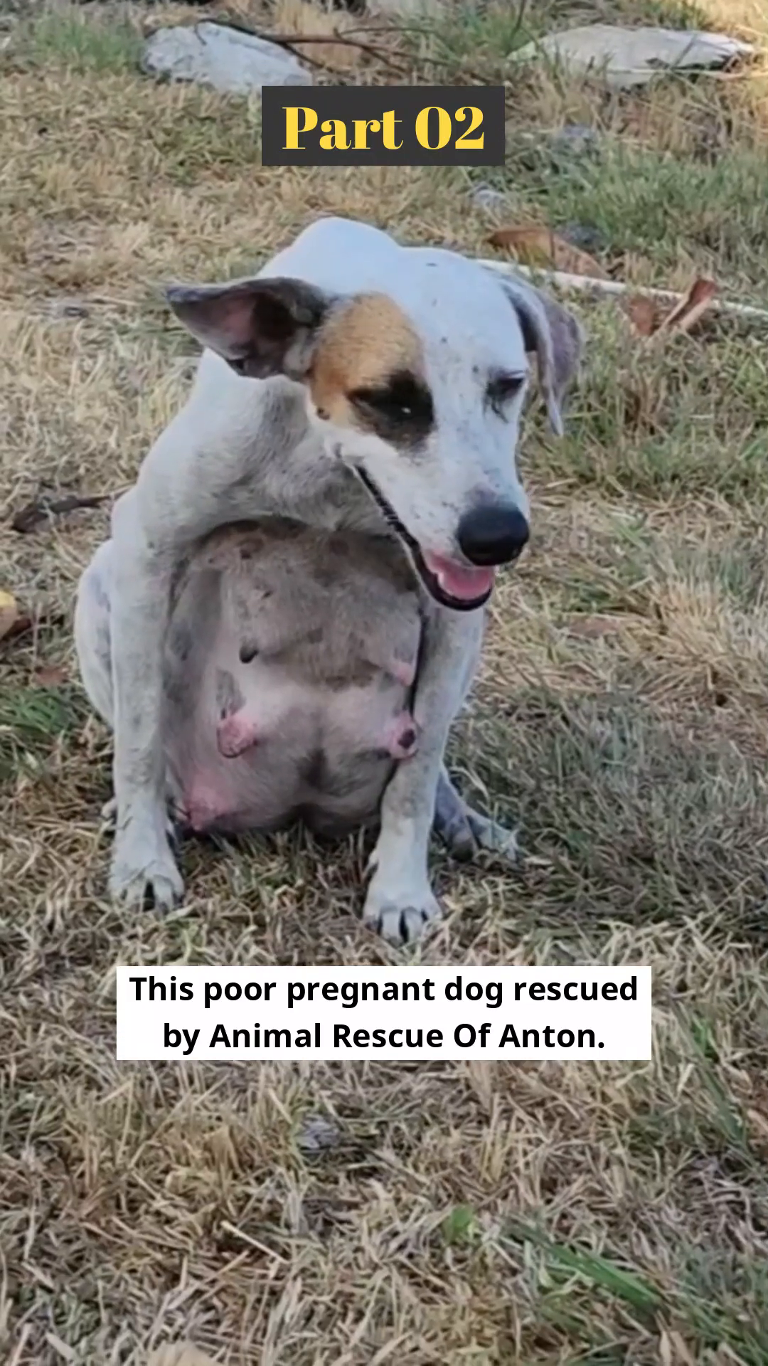 A pregnant dog sits on the ground, looking tired and vulnerable.