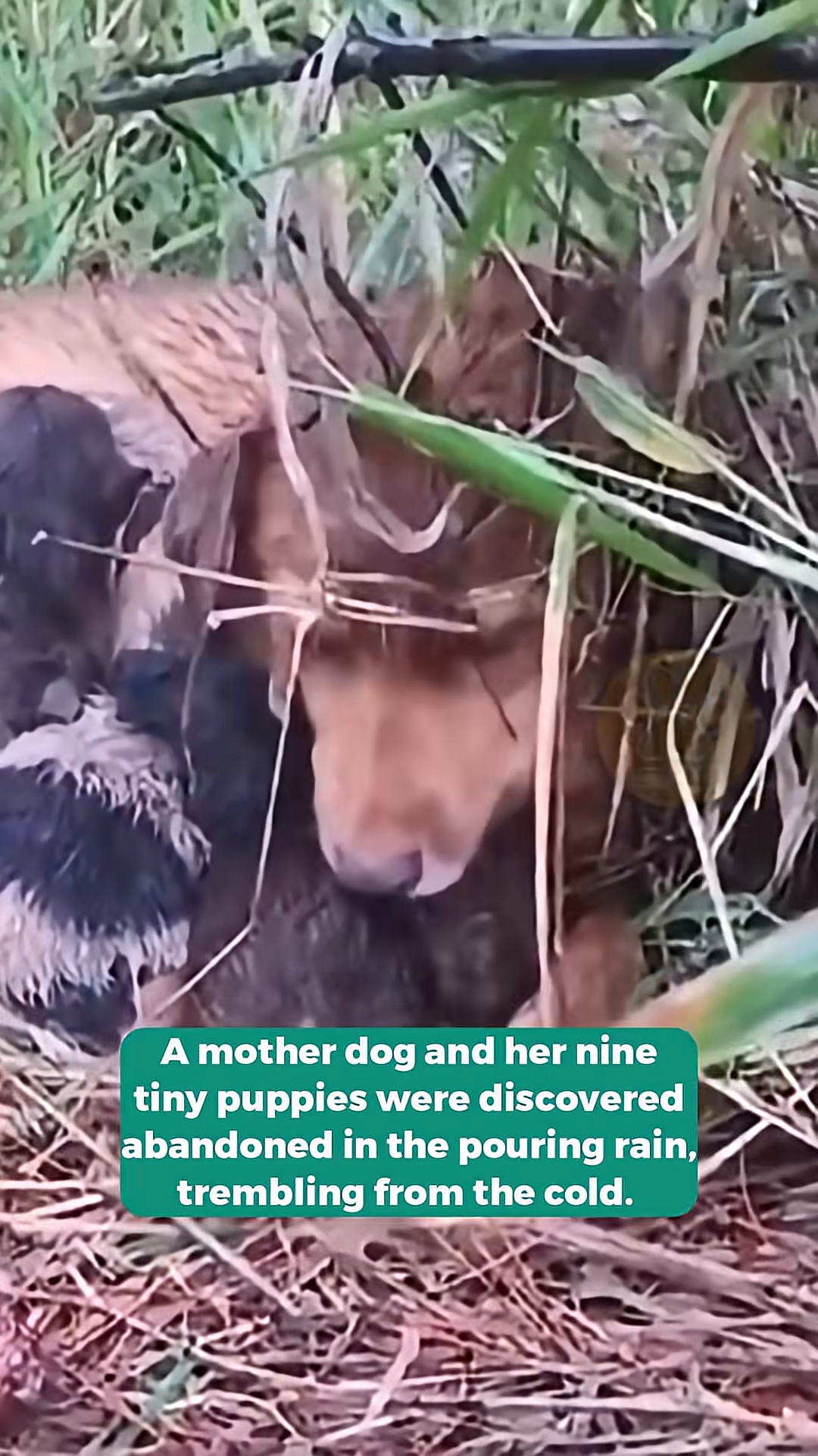A mother dog huddled with her nine tiny puppies in the tall grass, wet and cold.