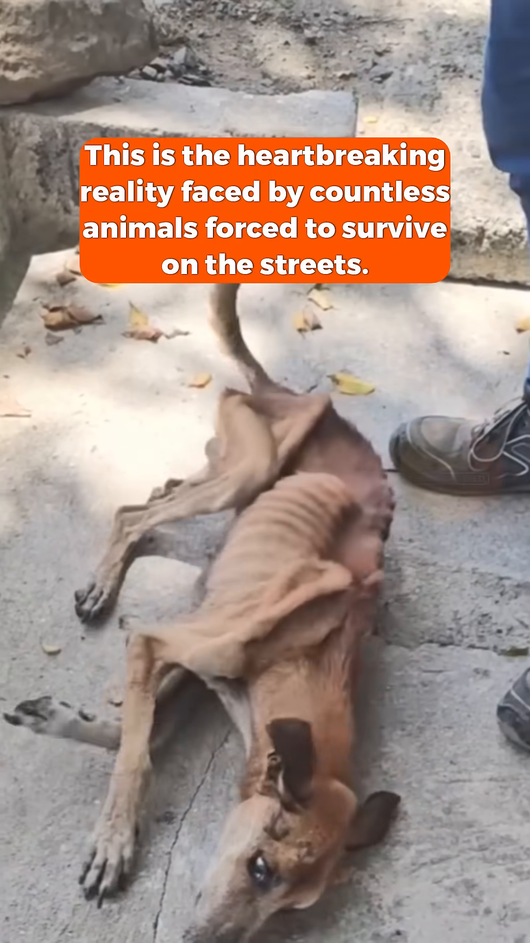 A severely emaciated dog lies on the ground, its ribs prominently visible.
