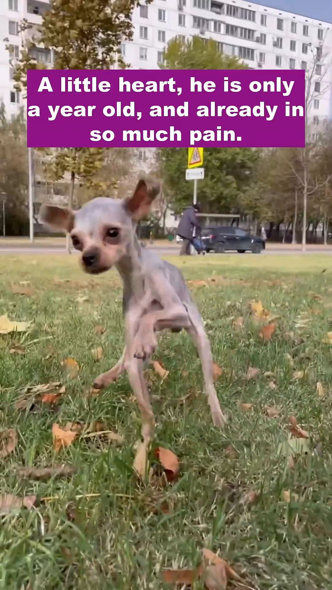 A small, frail dog with visible tremors stands on grass, looking distressed.