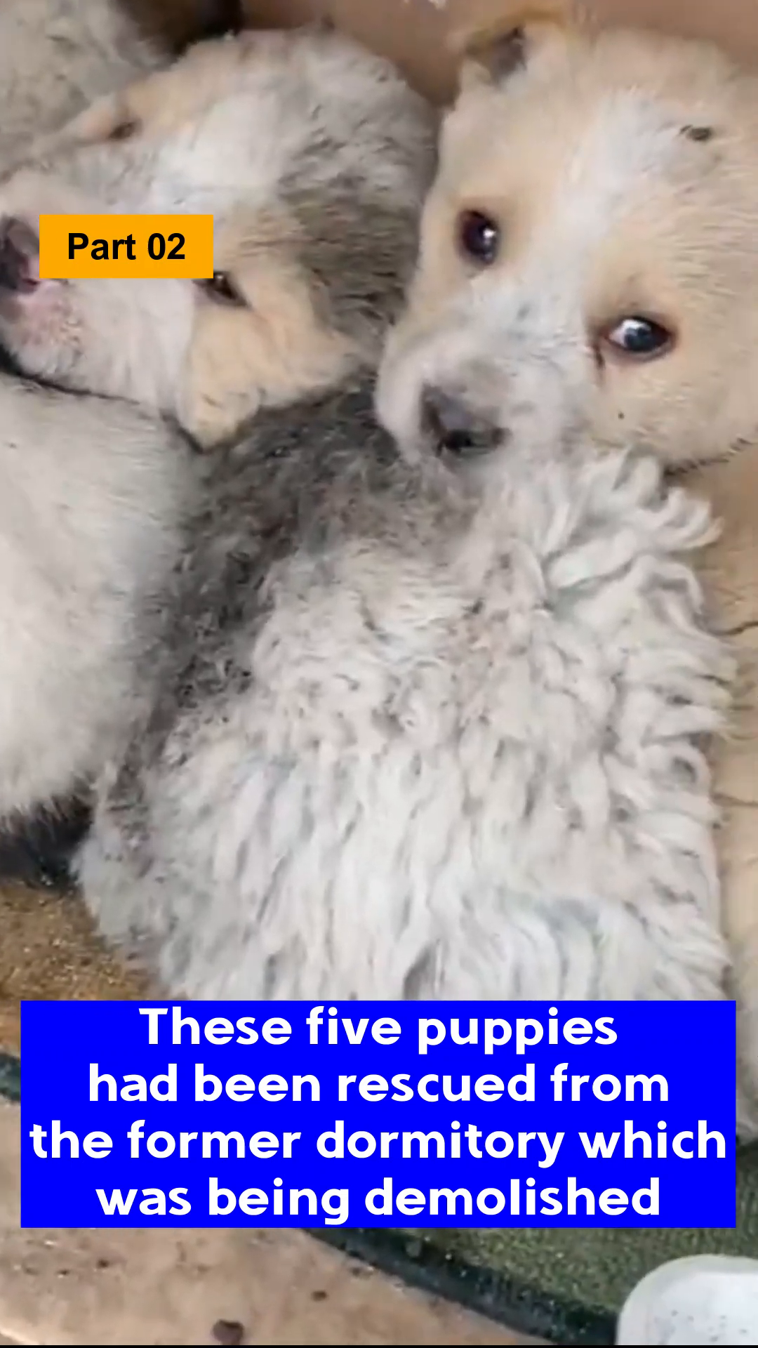 Close-up of five small, fluffy puppies huddled together, looking a bit disheveled but safe.