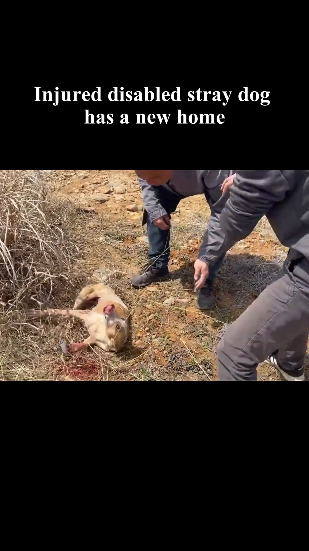 An injured, disabled stray dog lies on the ground in a desolate area, looking weak and in pain.