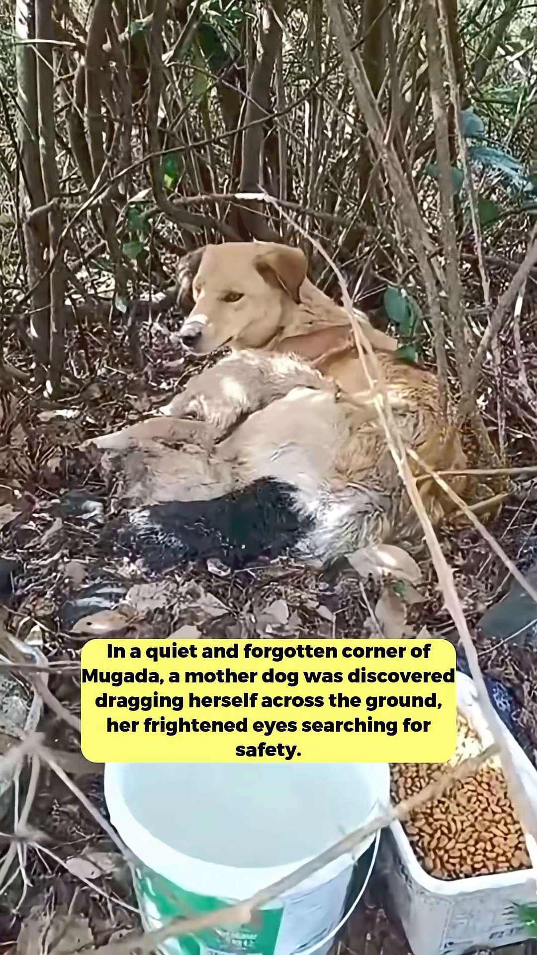 A mother dog lies in the undergrowth, her body emaciated and her eyes wide with fear, surrounded by leaves and branches.