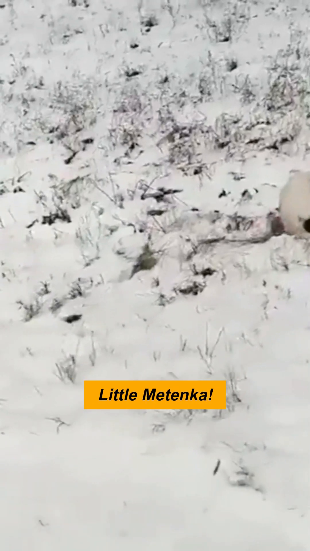 A small black and white puppy is curled up in the snow, looking distressed.