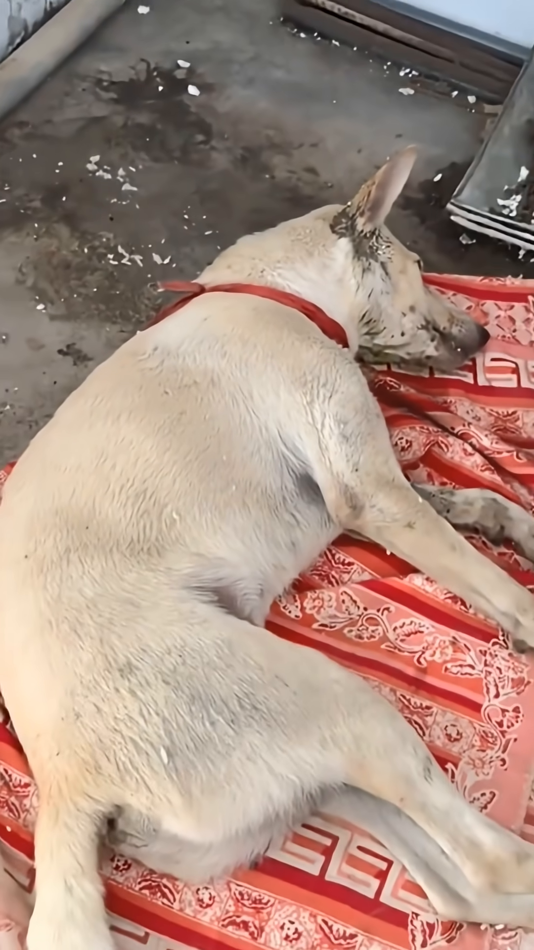 A young, light-colored dog lying on a patterned blanket, wearing a red collar.