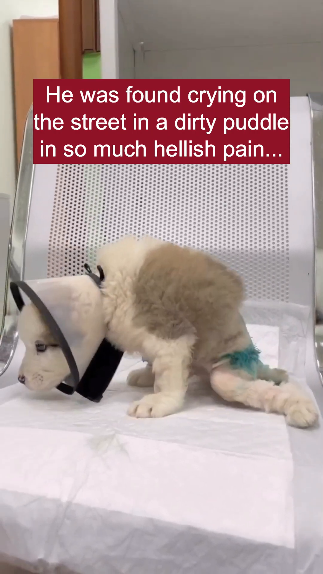 A small, fluffy puppy with a cone collar sits on a medical examination table, looking distressed.