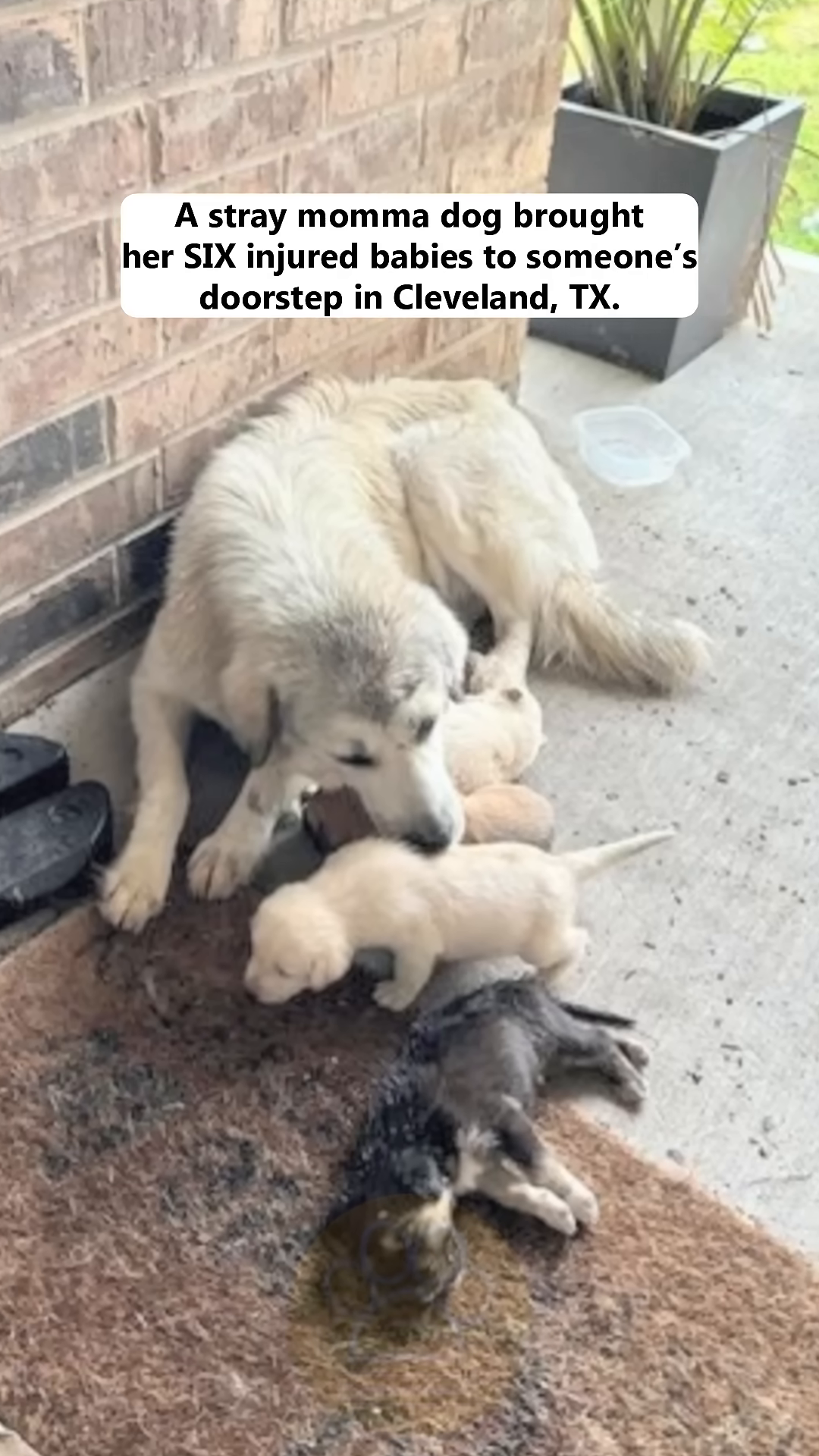A stray mother dog gently places one of her injured puppies on a doorstep.