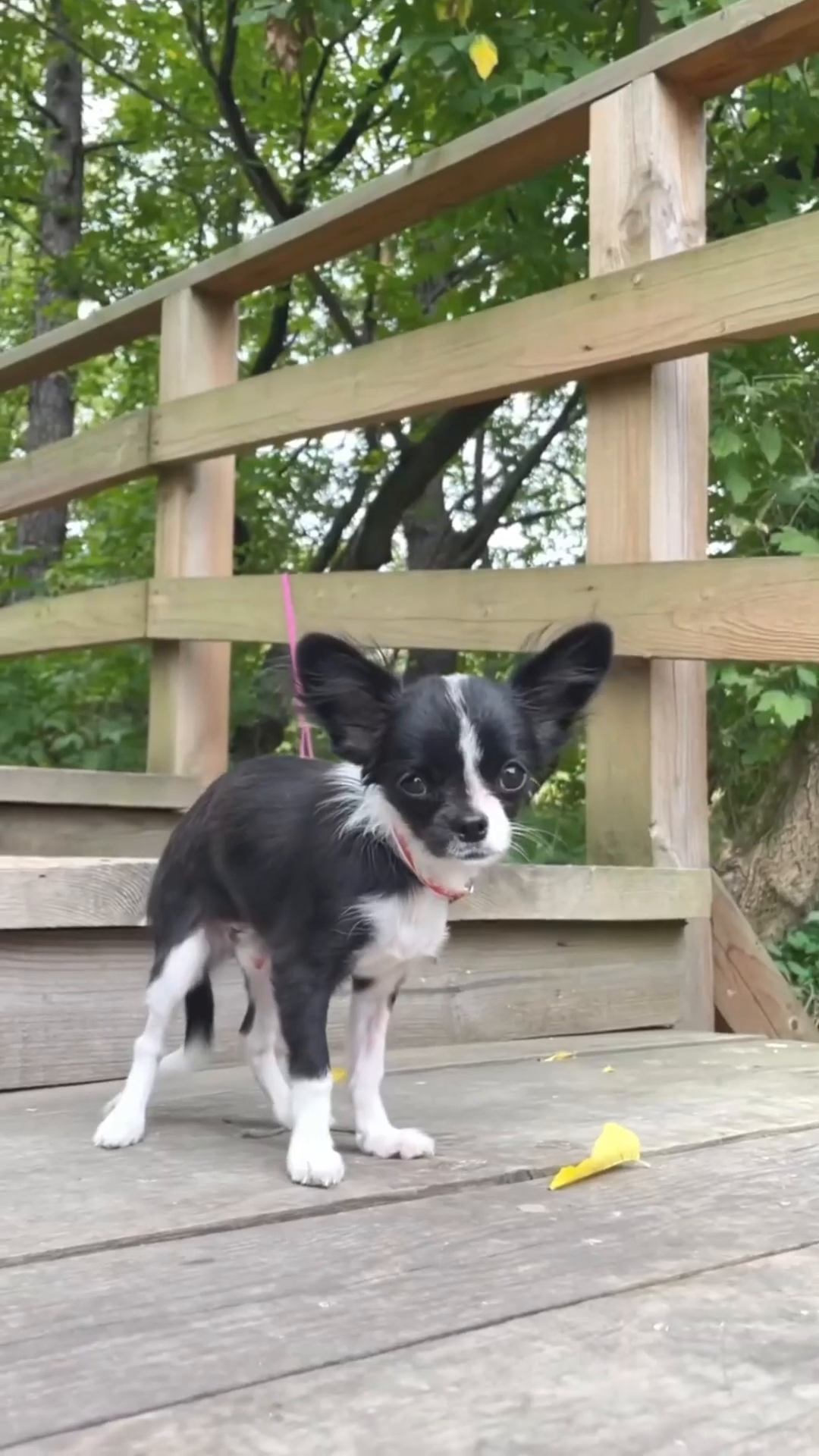 A tiny black and white Chihuahua puppy stands on a wooden deck, looking alert.