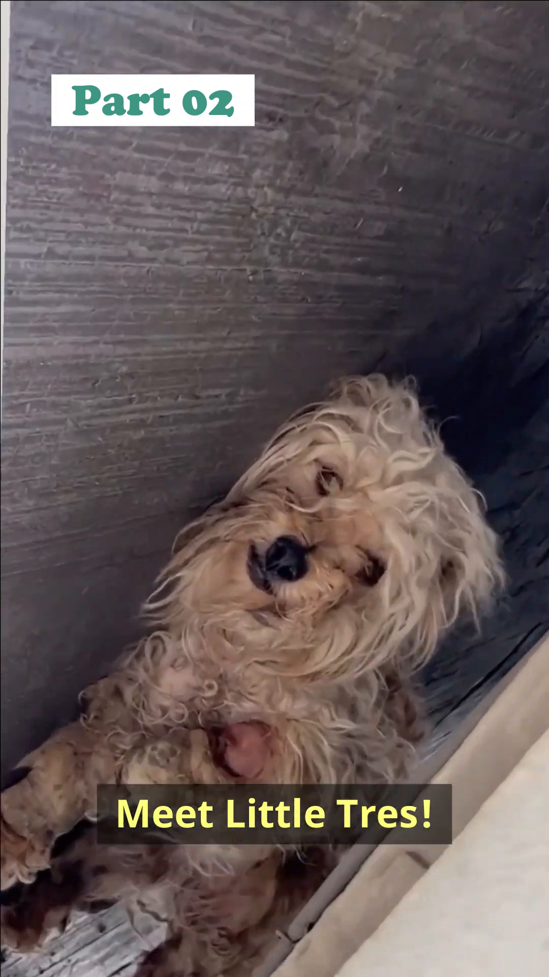 A small, matted dog with sad eyes peeking out from under a car.