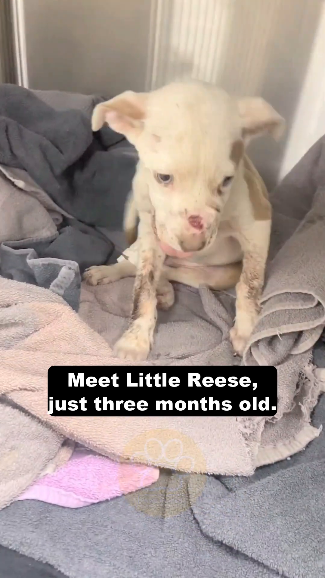 A small, white and tan puppy with visible injuries on its face and legs, sitting on blankets.