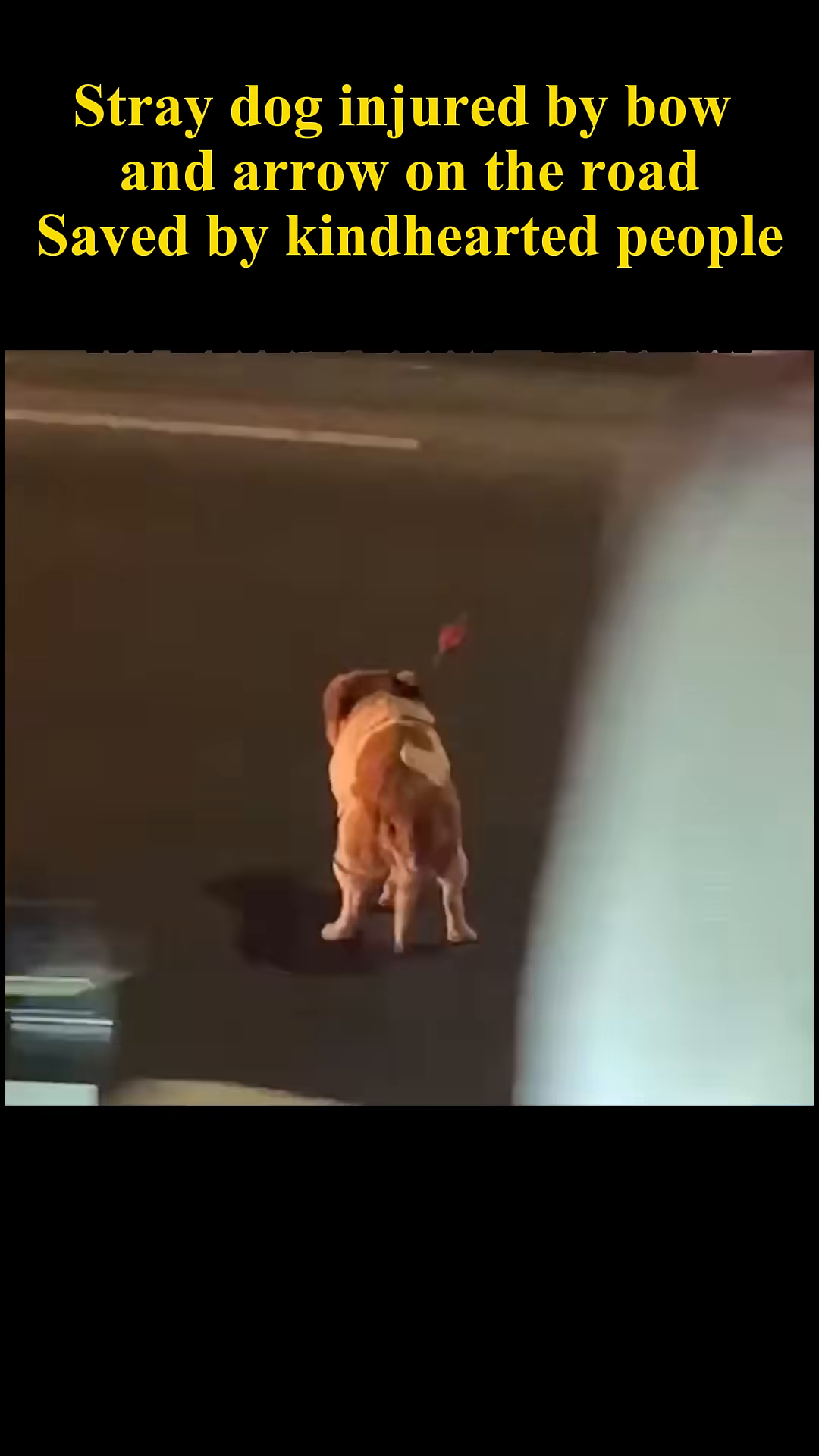 A stray dog with an arrow stuck in its back is seen on the road at night.