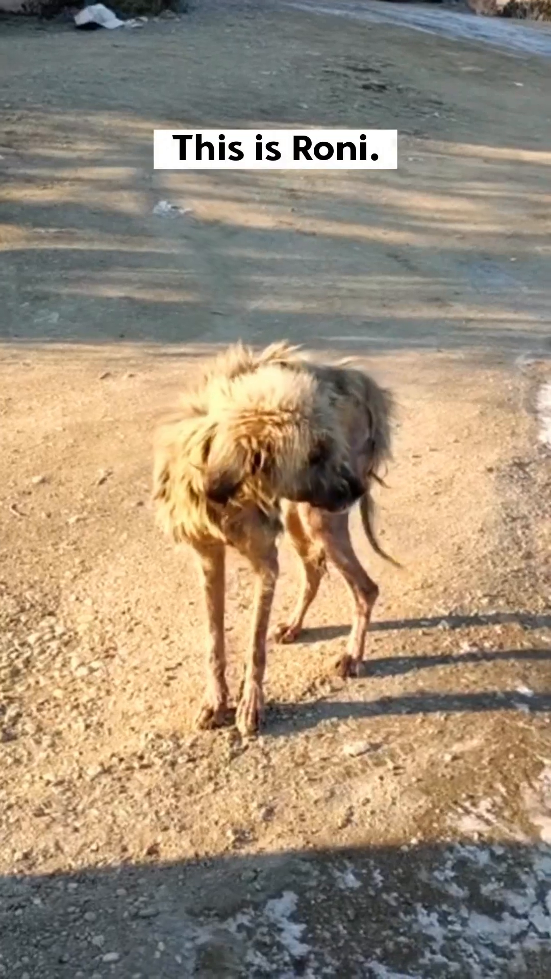 A very thin and unwell-looking dog standing on a dirt road.