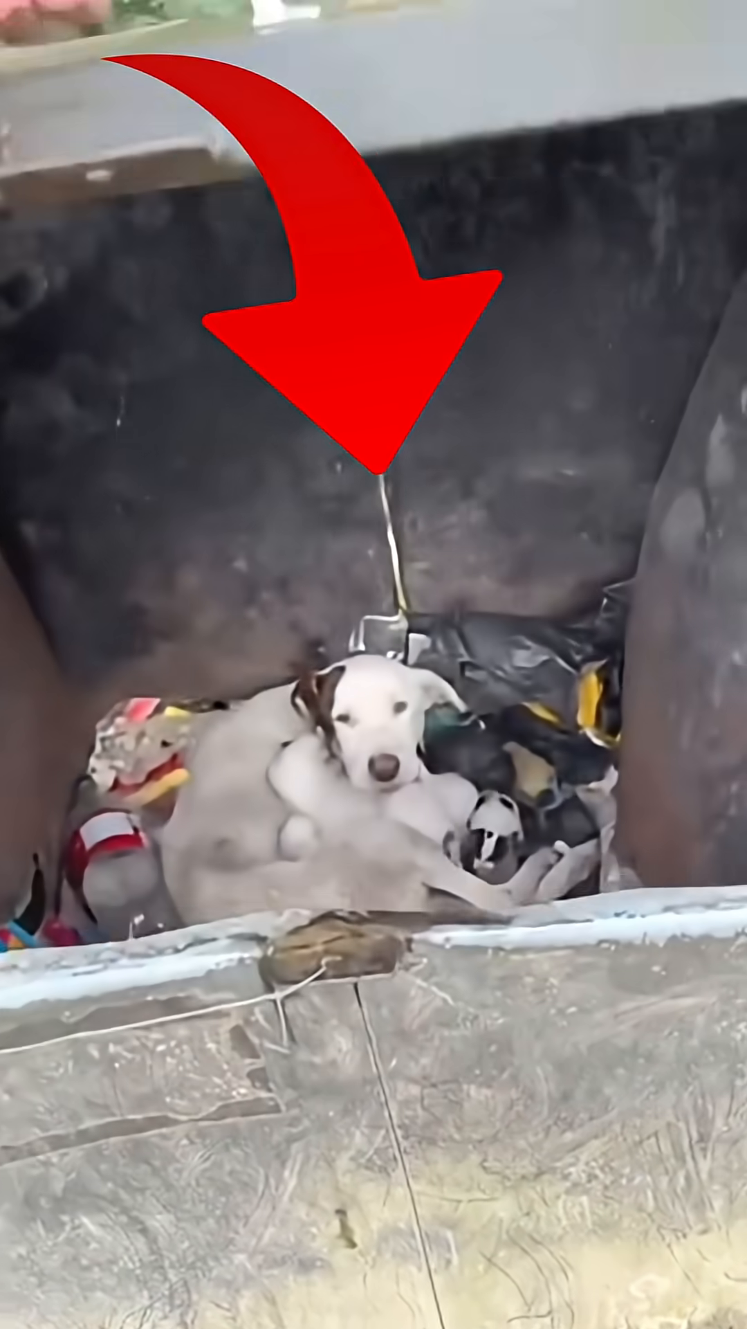 A small white dog with brown markings huddles with her newborn puppies in a trash bin.