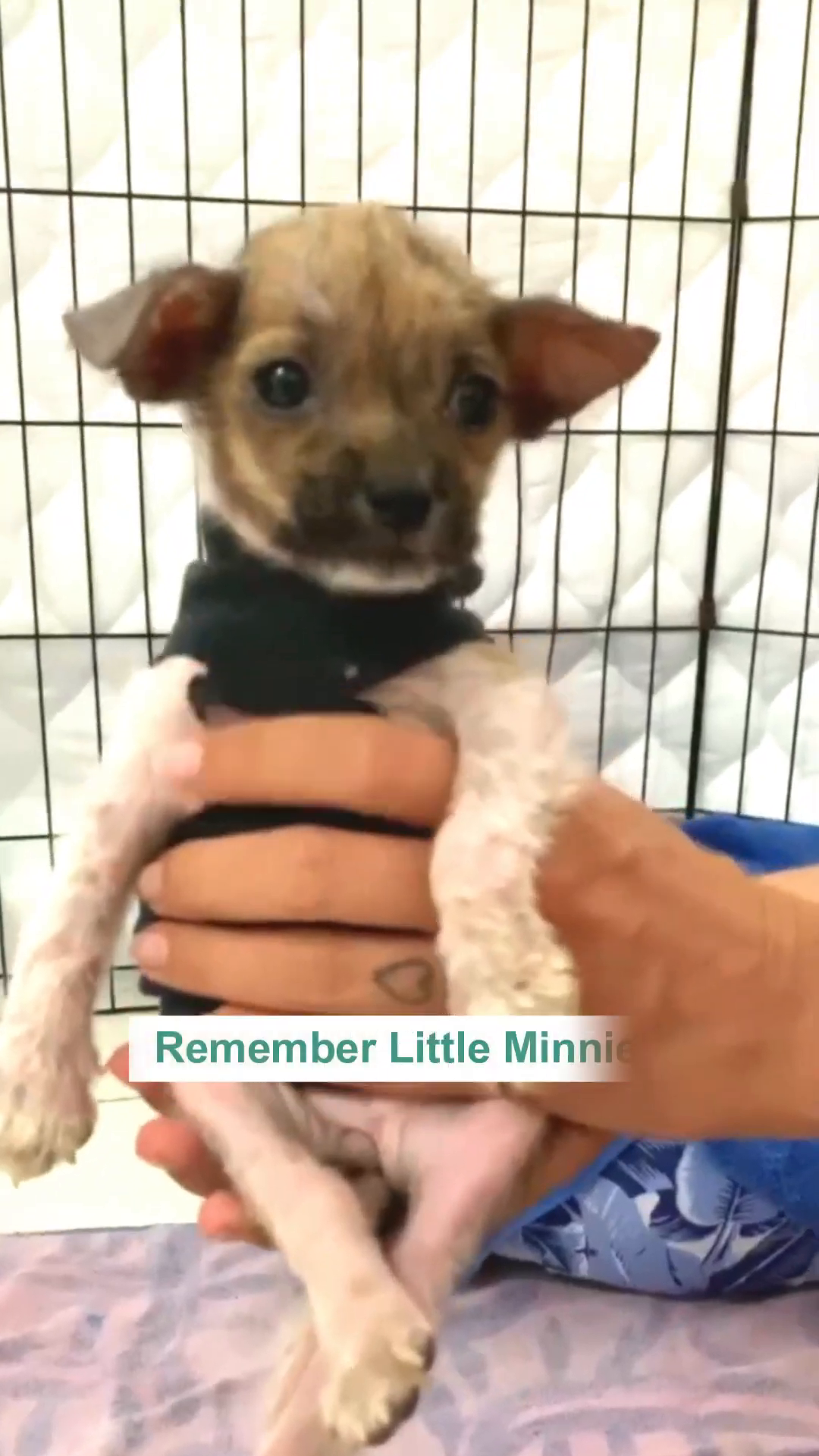 A very small, frail puppy with large ears, wearing a black shirt, held gently by hands.