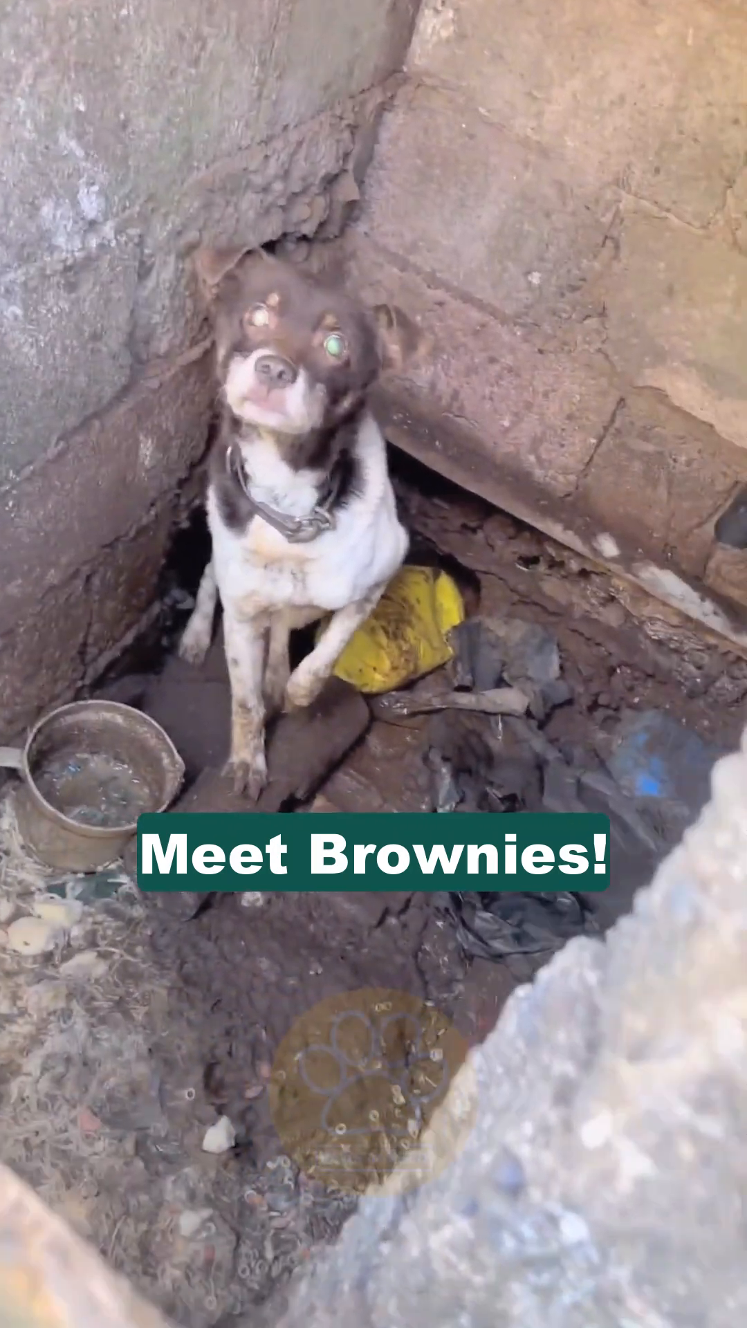 Brownie, a small dog with sad eyes, sits in a dark, cramped, and dirty space.
