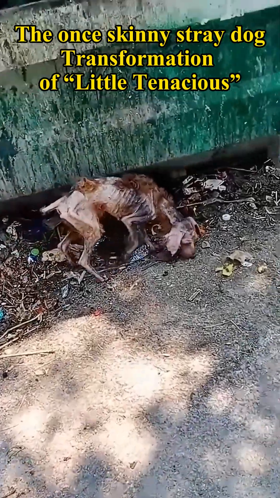 A severely emaciated stray dog huddled in a pile of trash, its ribs clearly visible.