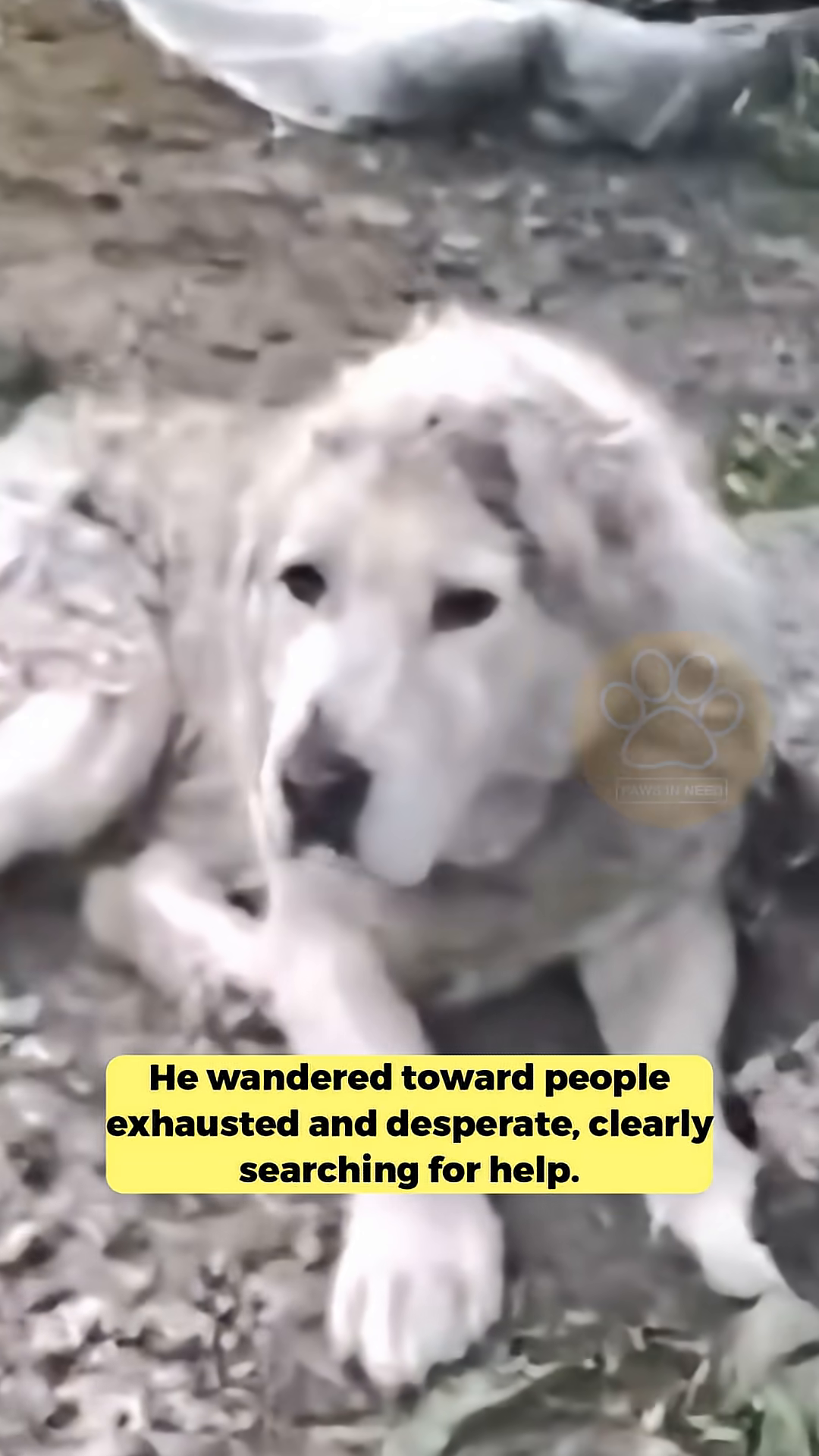 A large, weary dog lies on the ground, looking towards the camera with sad eyes.