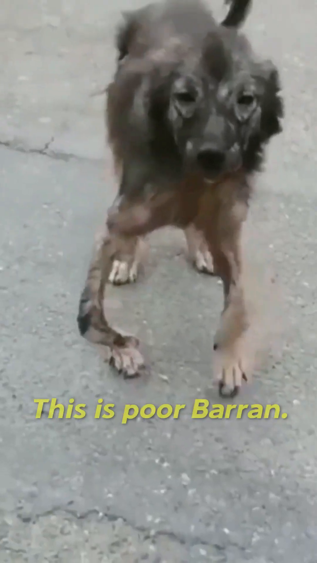 A close-up of Barran, a frail dog with sad eyes, looking directly at the camera.