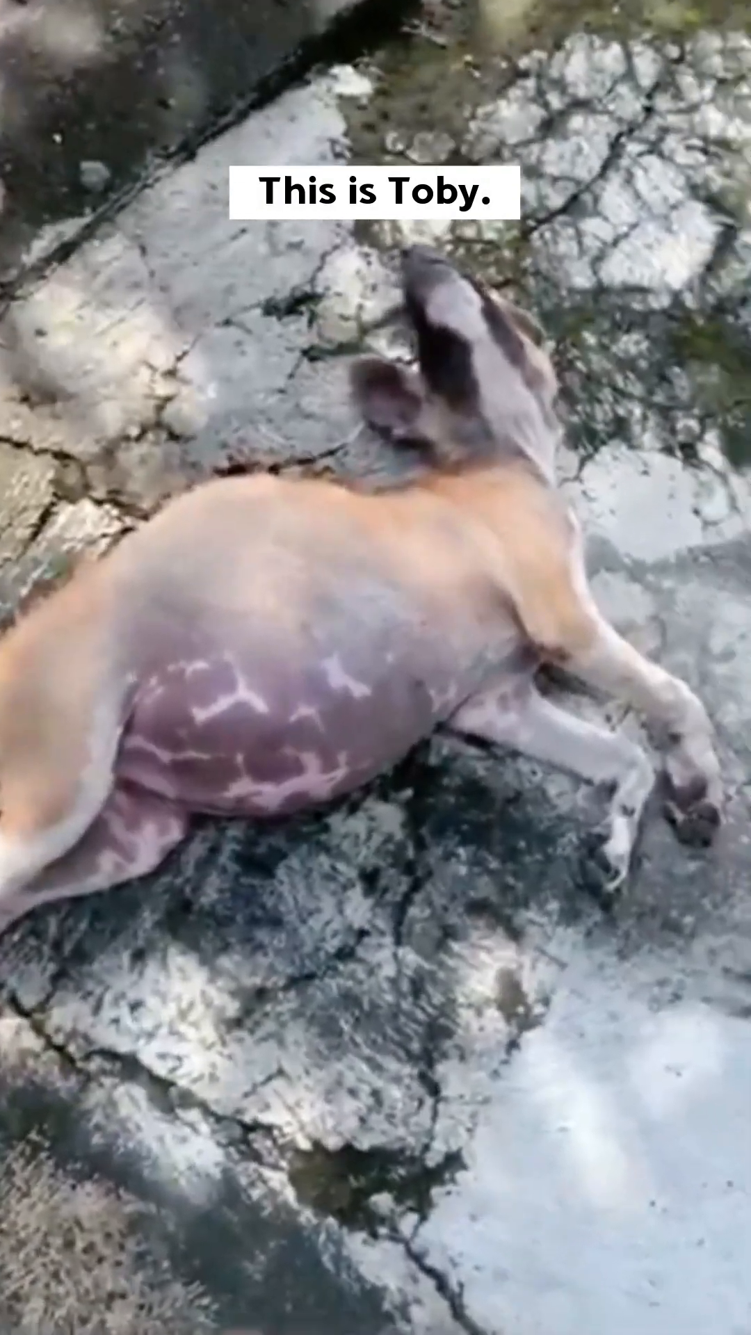 A small puppy, Toby, lies on the ground with a severely distended abdomen, his fur patchy and skin showing purple discoloration.