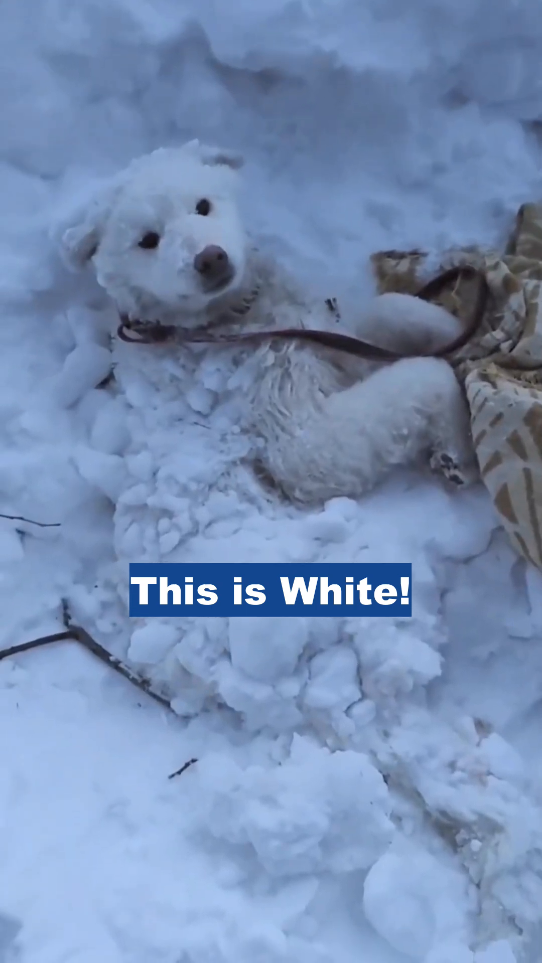 A white dog lying in the snow, partially covered.
