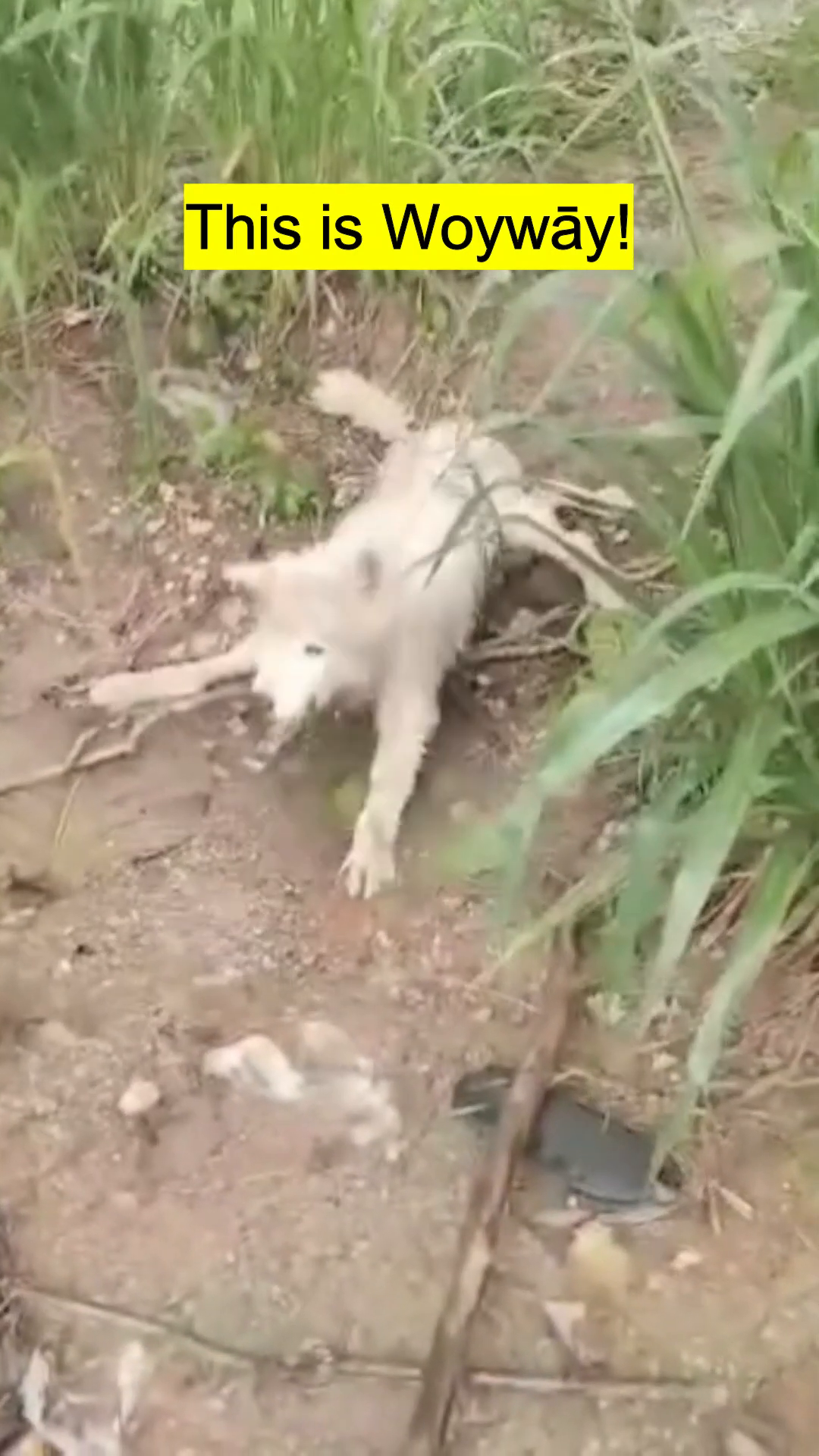 A white dog lying in the mud, looking distressed and unable to move.