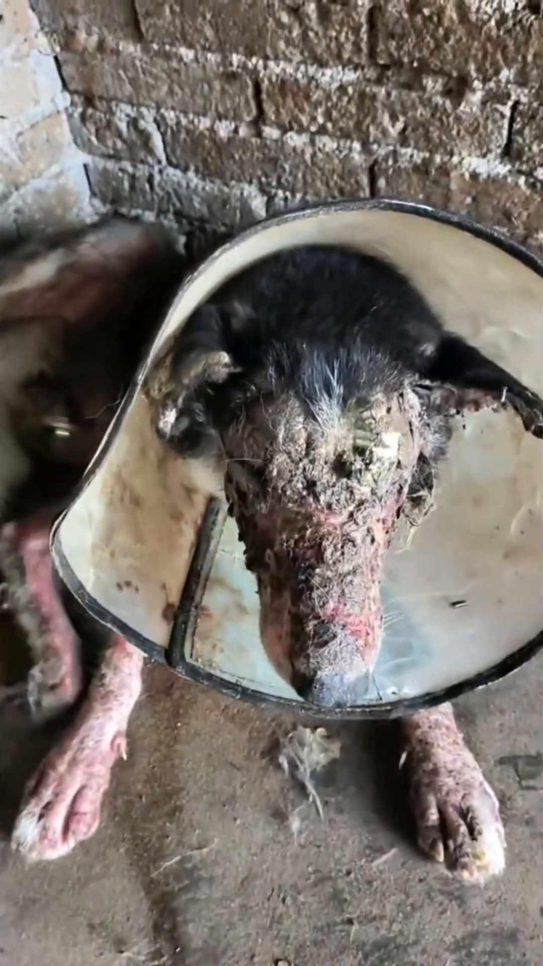 A dog with a cone around its neck, showing severe skin inflammation and distress.