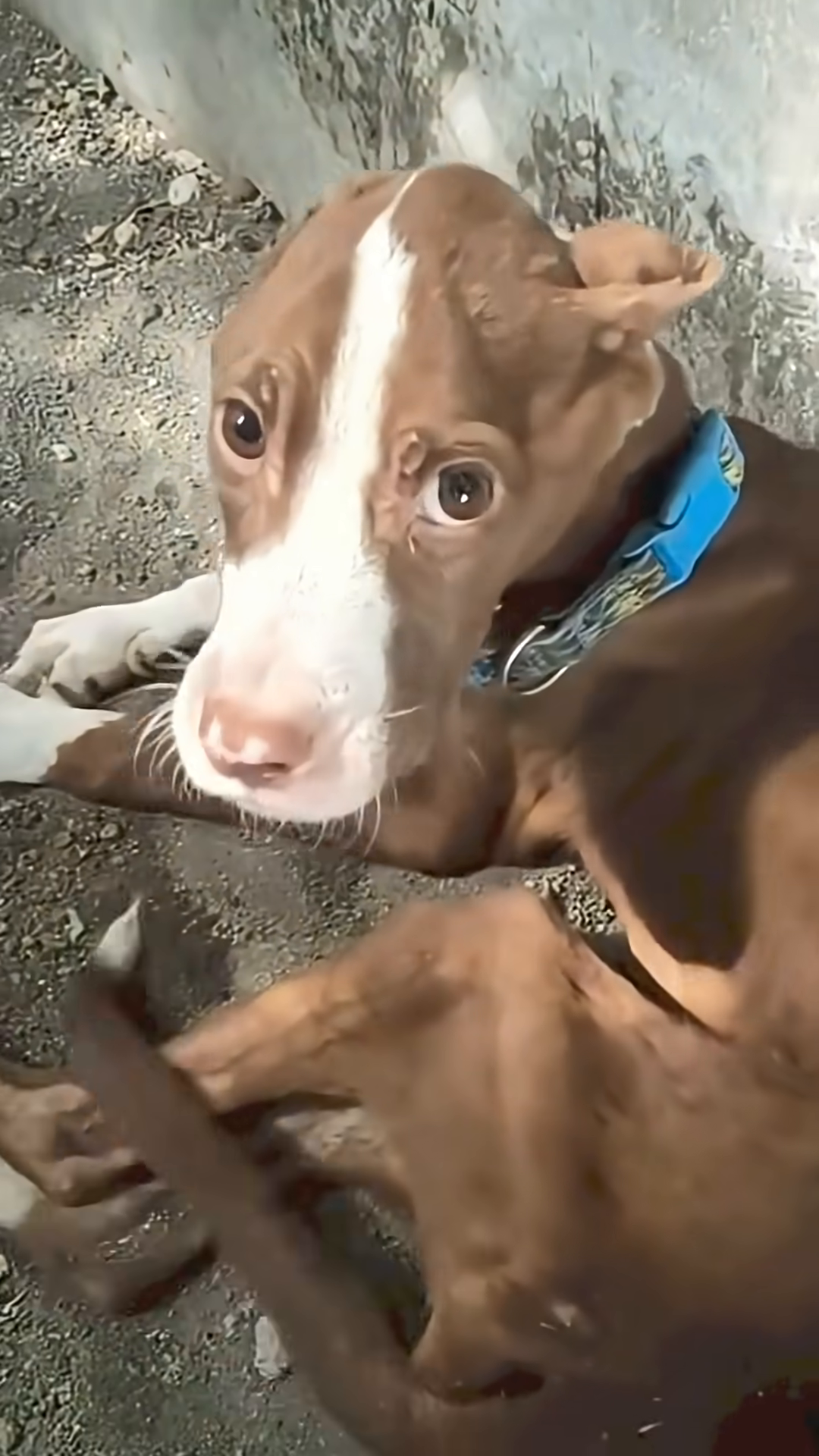 A severely emaciated Pitbull lies on the ground, his ribs clearly visible.
