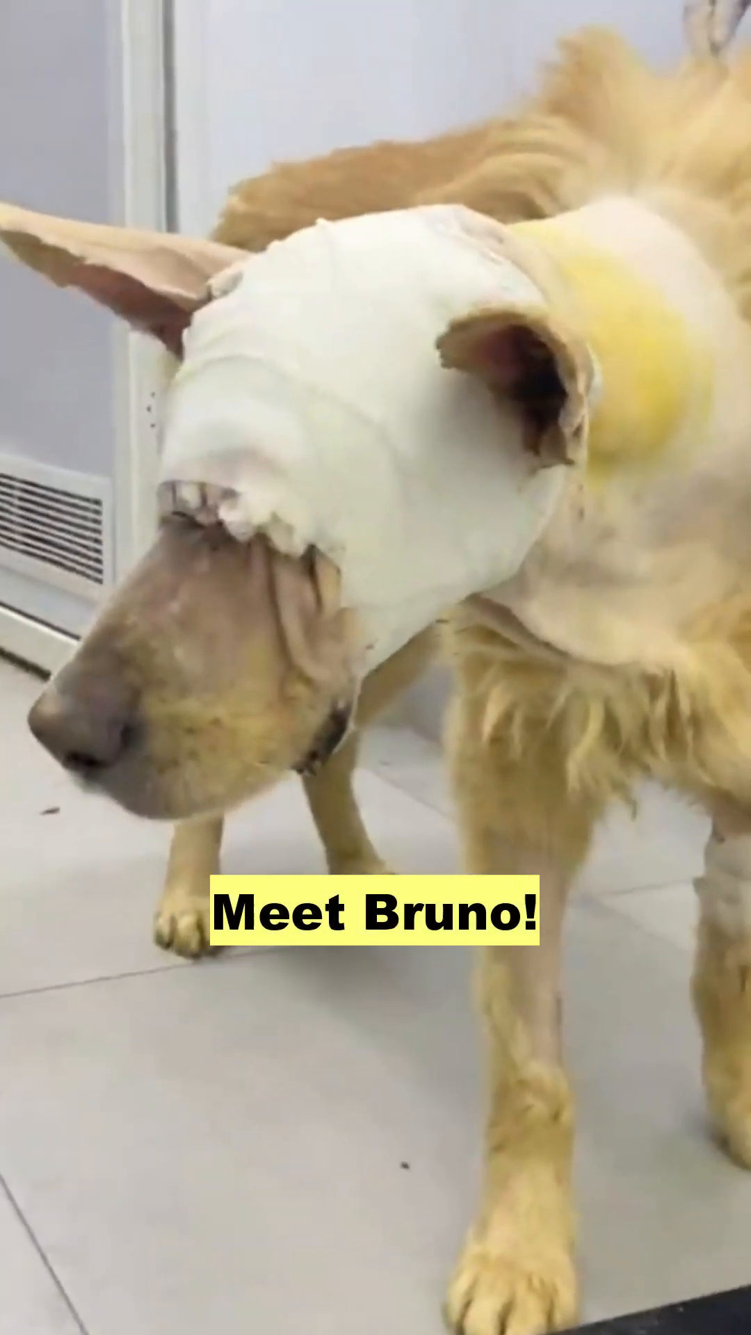 A golden retriever named Bruno stands with his head and body bandaged.