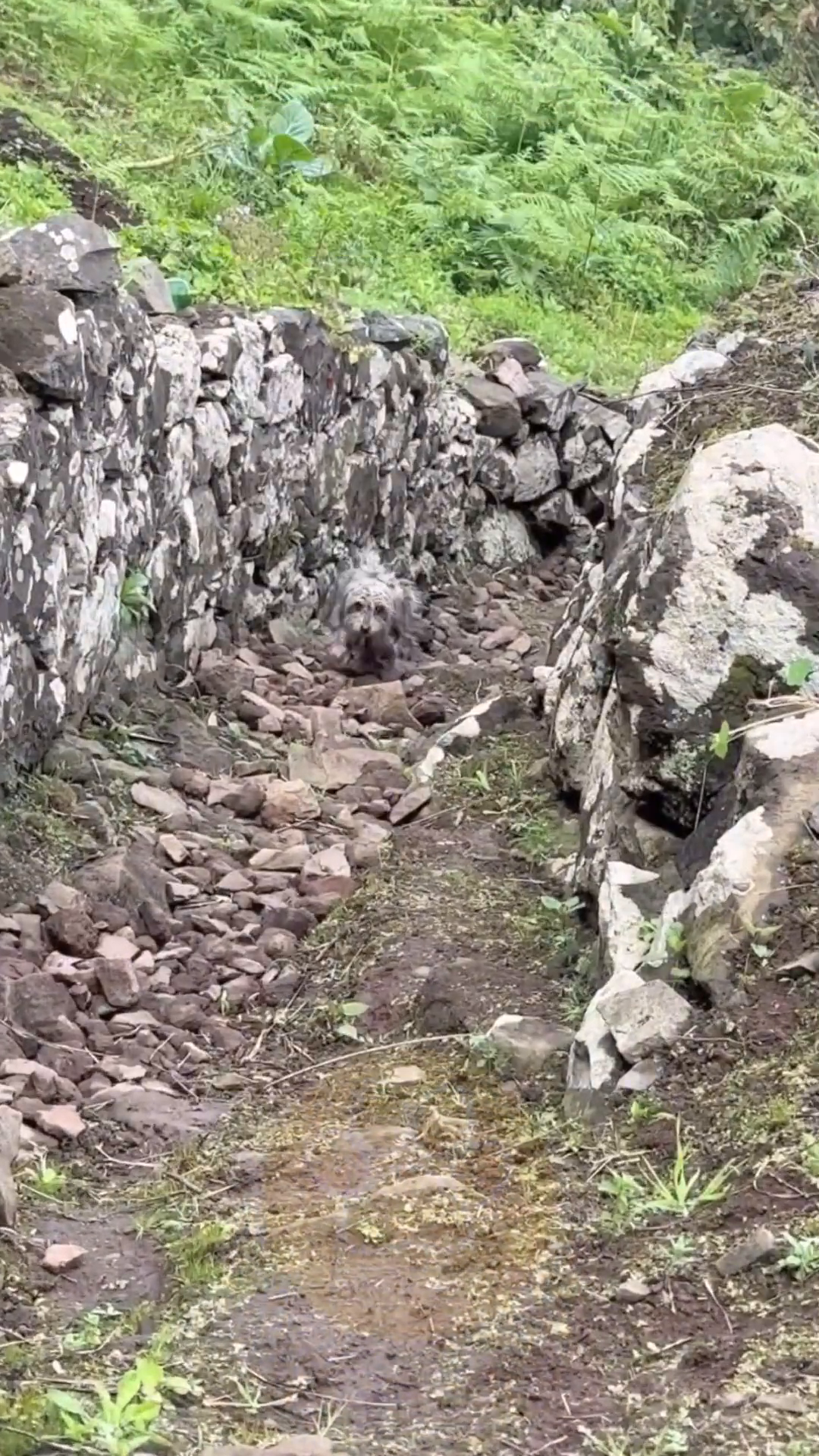 A person is walking down a rocky path, with lush green vegetation on either side. The text overlay reads 'Meet Mama Camelia and Her two babies.'