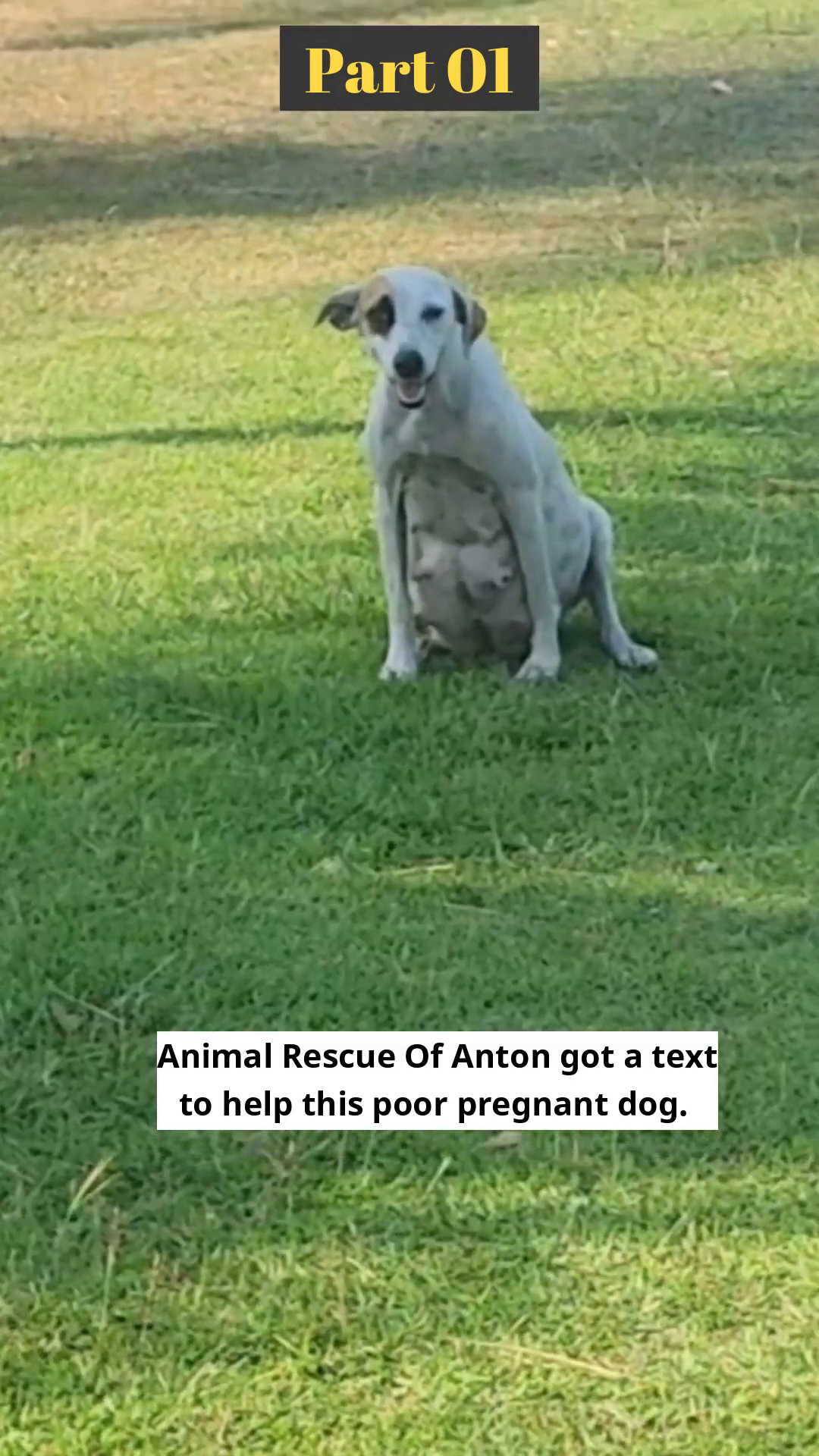 A pregnant white and brown dog sits on the grass, looking weary.