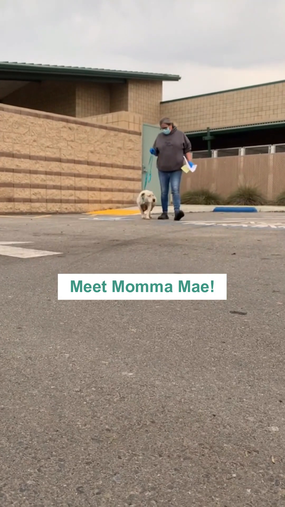 Momma Mae, a pregnant pit bull, is shown being walked on a leash outside a building.