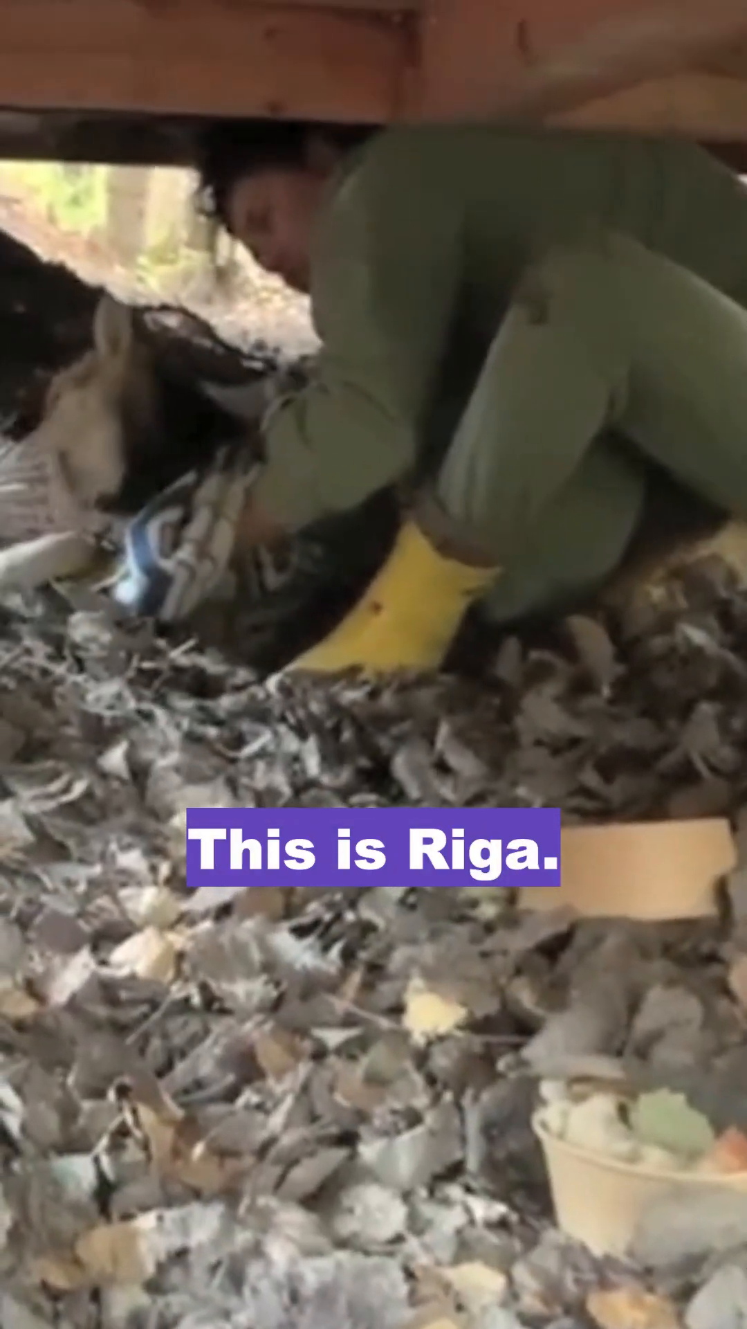 A dog named Riga is found in a pile of garbage, looking weak and neglected.