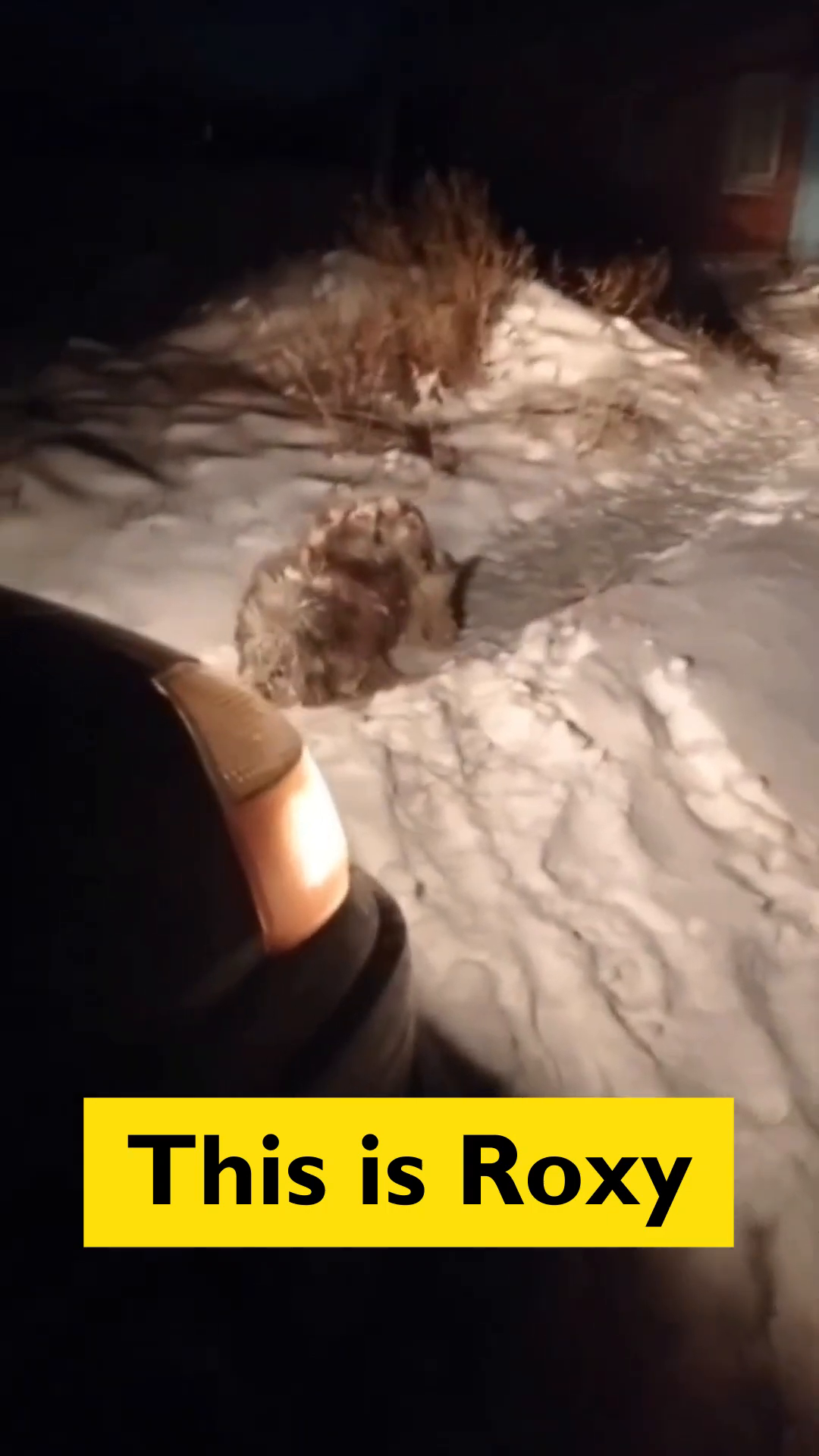 Roxy, a dog with severely matted fur, is seen in a snowy environment.