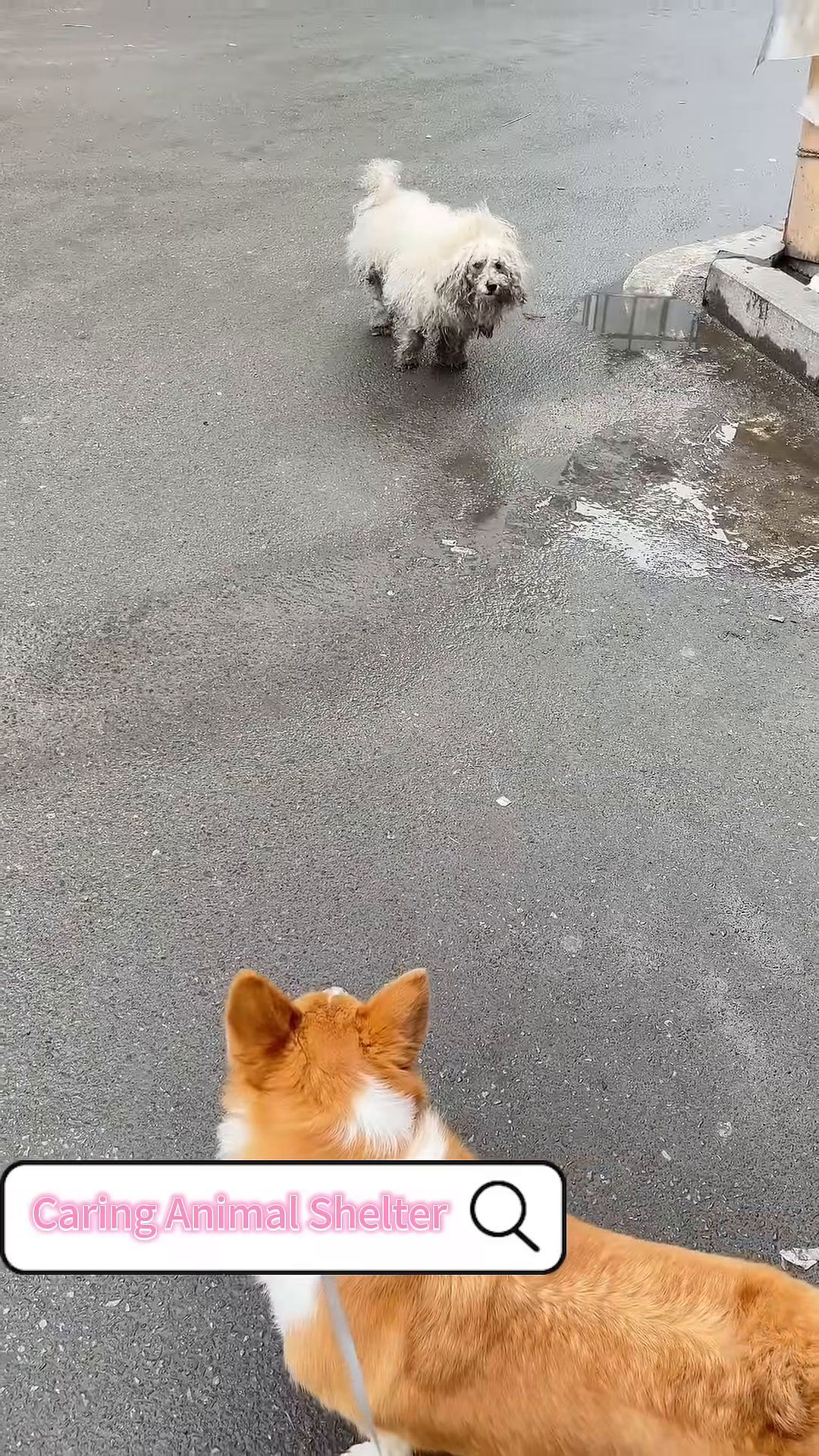 A corgi looks at a severely matted and dirty white dog on a wet pavement.