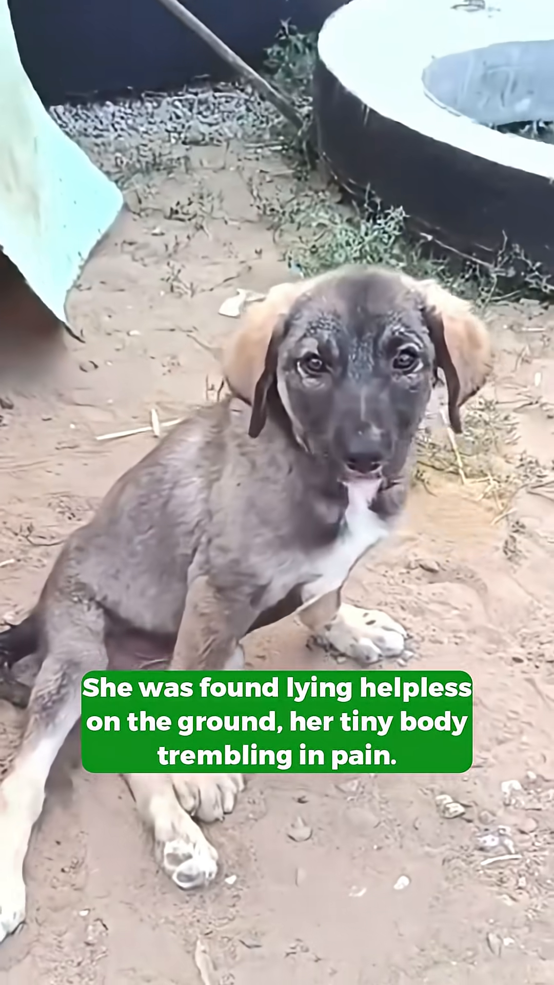 A small, frail puppy sits on the ground, looking distressed, with its tongue hanging out.