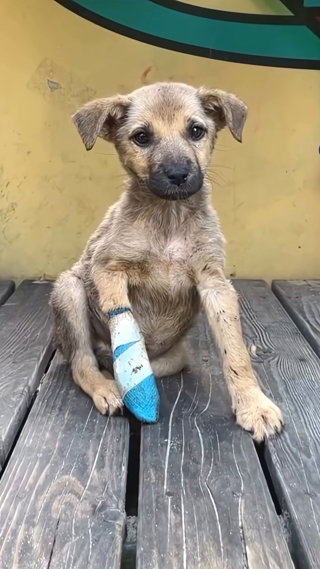 A small, dirty puppy with a bandaged paw sits on wooden planks, looking vulnerable.