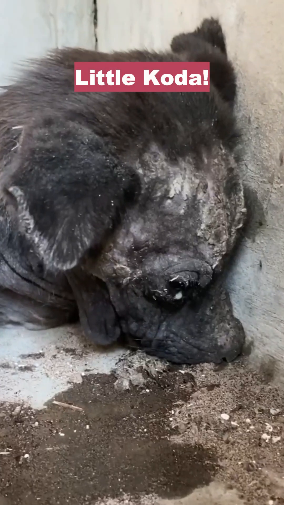A close-up of Koda, a dark dog with severe skin condition, huddled in a corner.