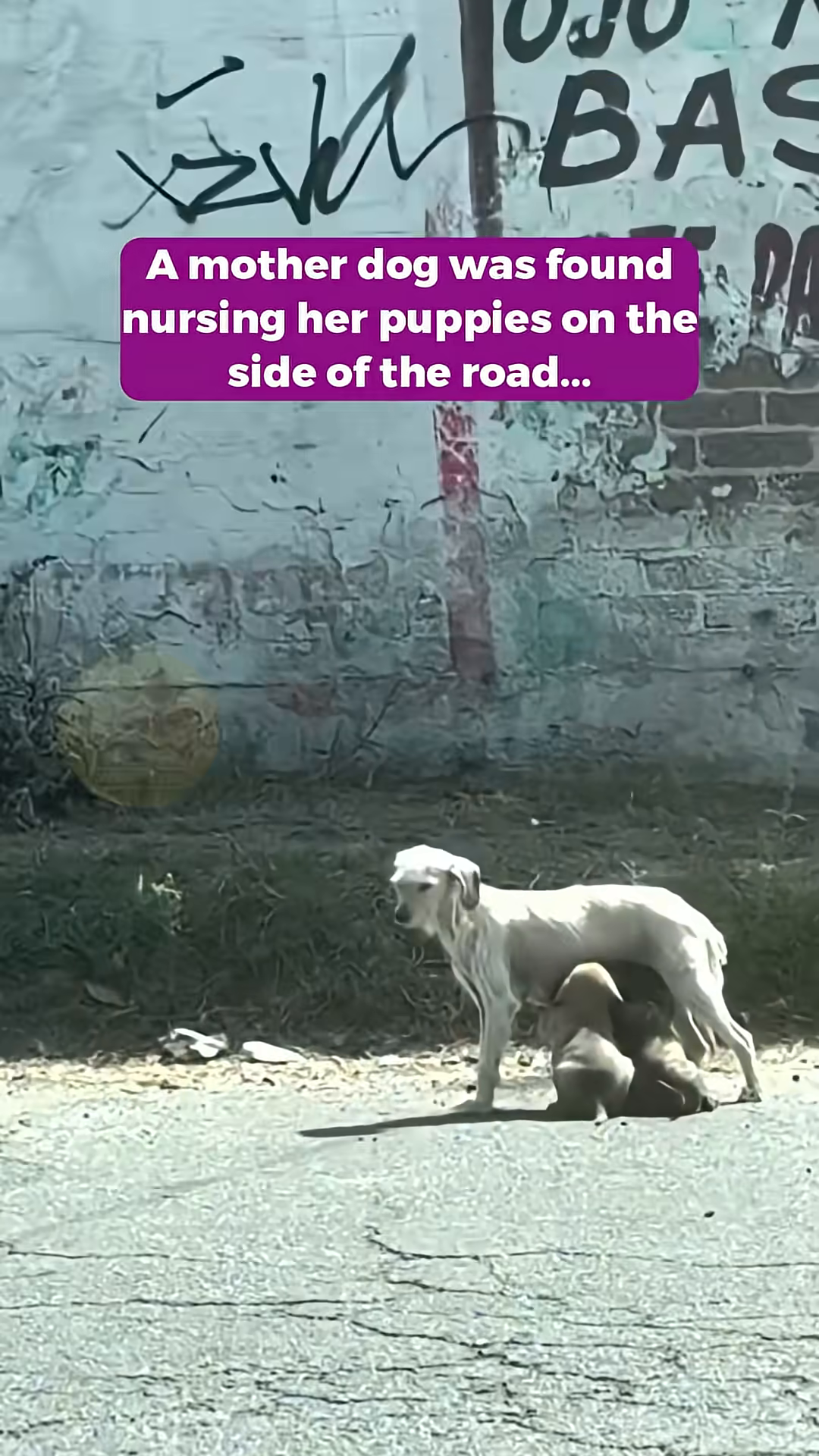 A mother dog nursing her puppies on the side of a busy road.